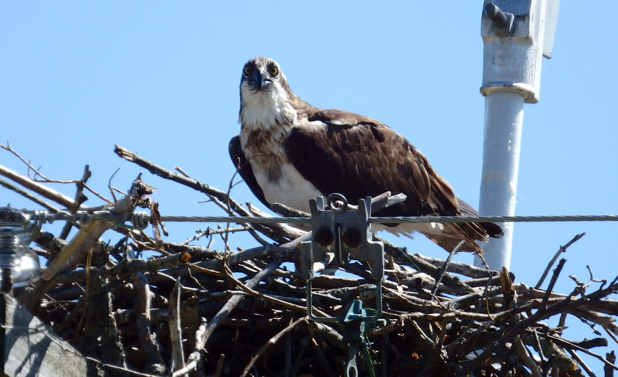 Osprey 桌布 壁紙 — 一隻雄偉的魚鷹警覺地棲息在電線桿頂部一個用樹枝搭建的大巢上，背景是清澈的藍天。