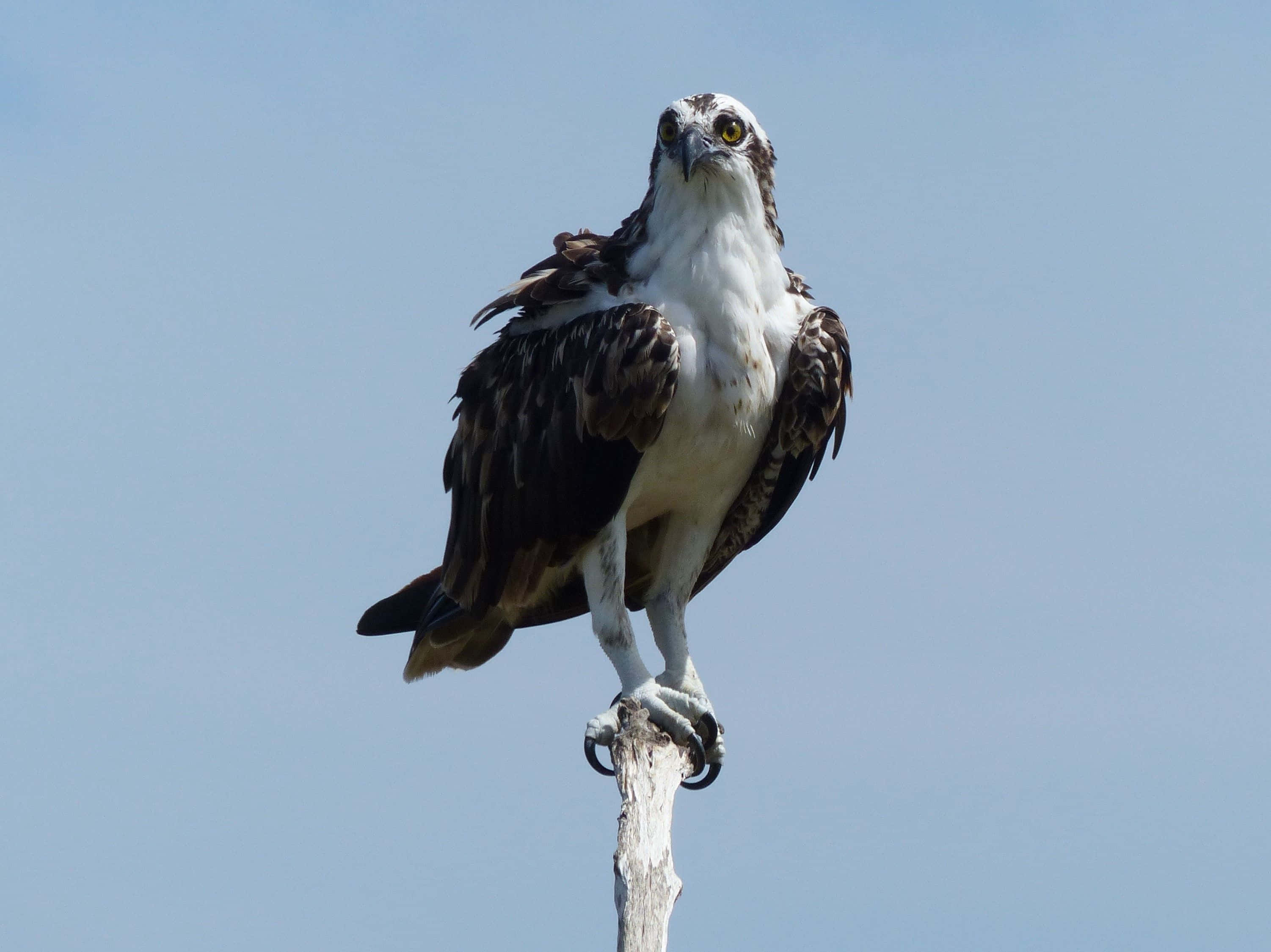 Osprey 桌布 壁紙 — 一隻雄偉的魚鷹警覺地棲息在風化的木柱上，背景是清澈的藍天。