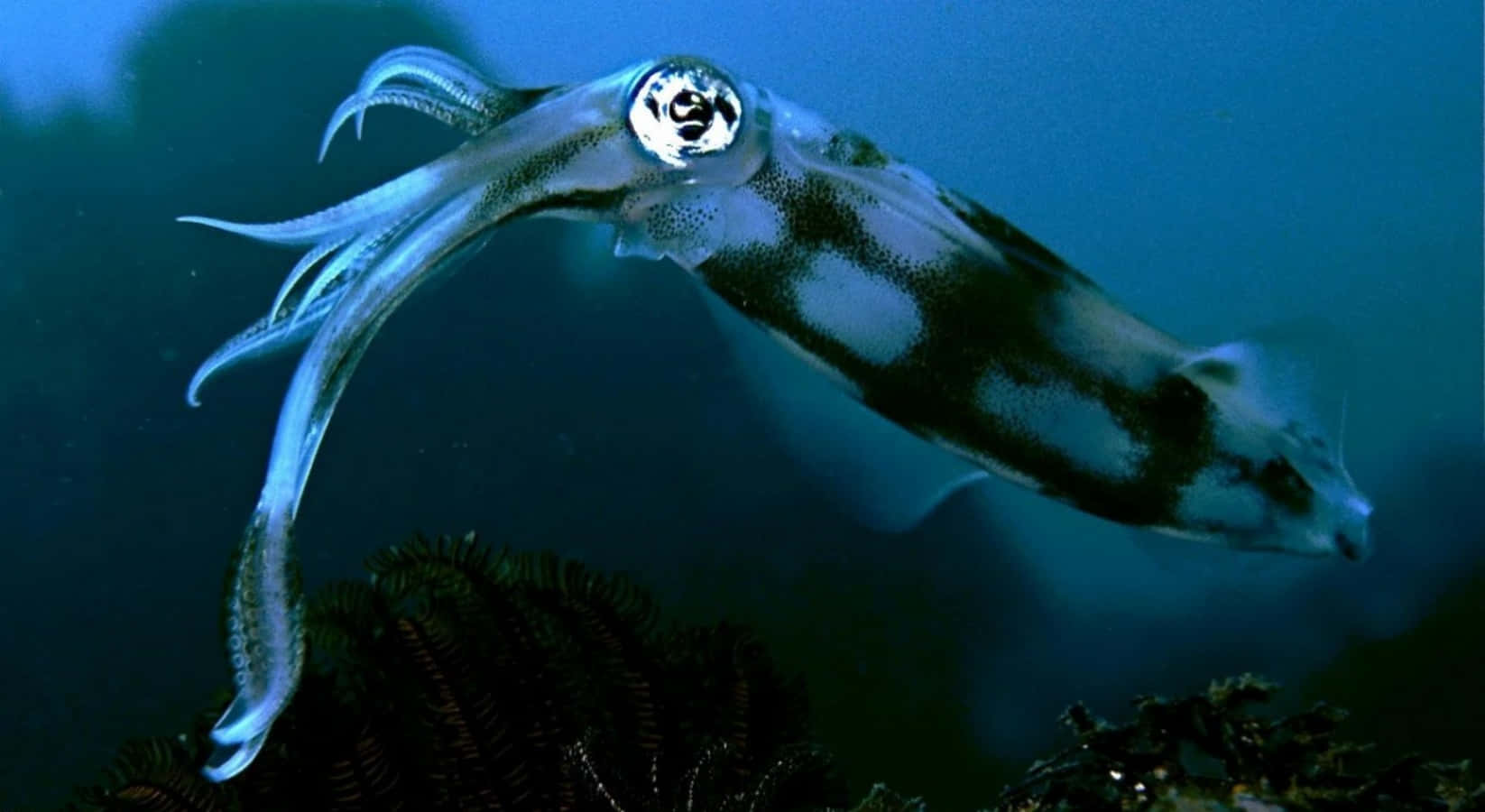 squid 桌布 壁紙 — 一隻雄偉的魷魚在深藍色海洋水域中滑行，位於深色珊瑚形成物之上。