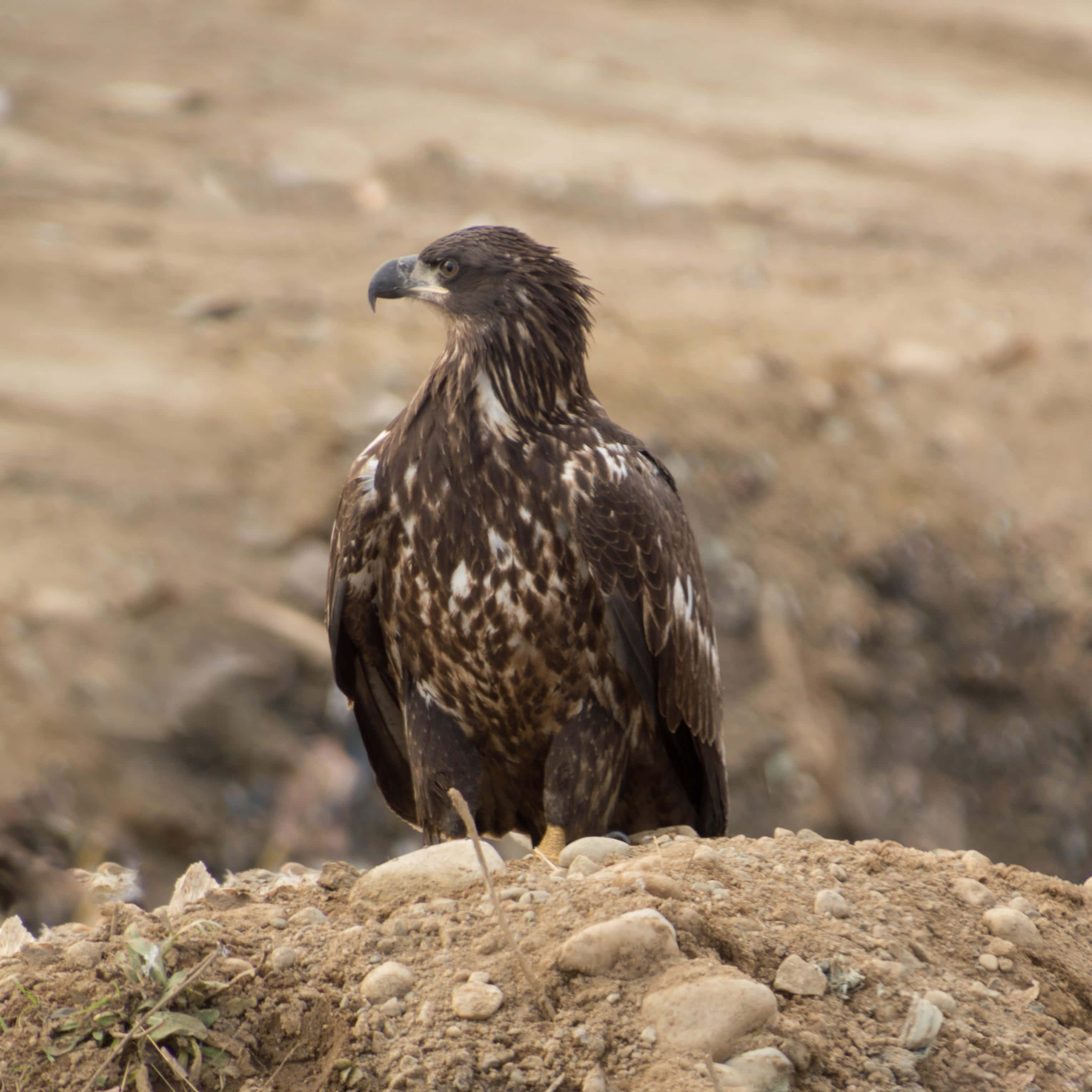 Young Eagle 桌布 壁紙 — 一隻雄偉的鷹，帶有深棕色和白色斑點的羽毛，警覺地棲息在岩石山坡上，背景是模糊的大地色。