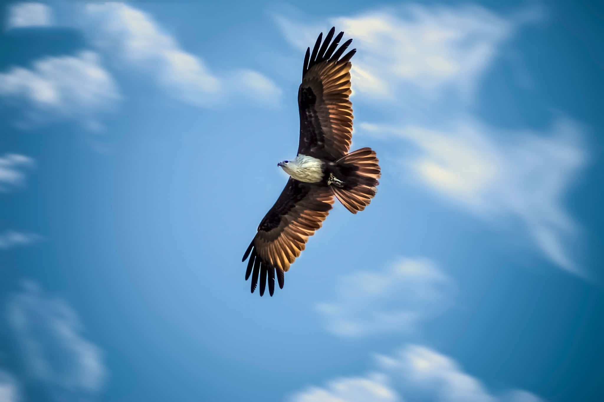 Eagle 桌布 壁紙 — 一隻雄偉的鷹在充滿活力的藍天中翱翔，翅膀下飄著縷縷白雲。