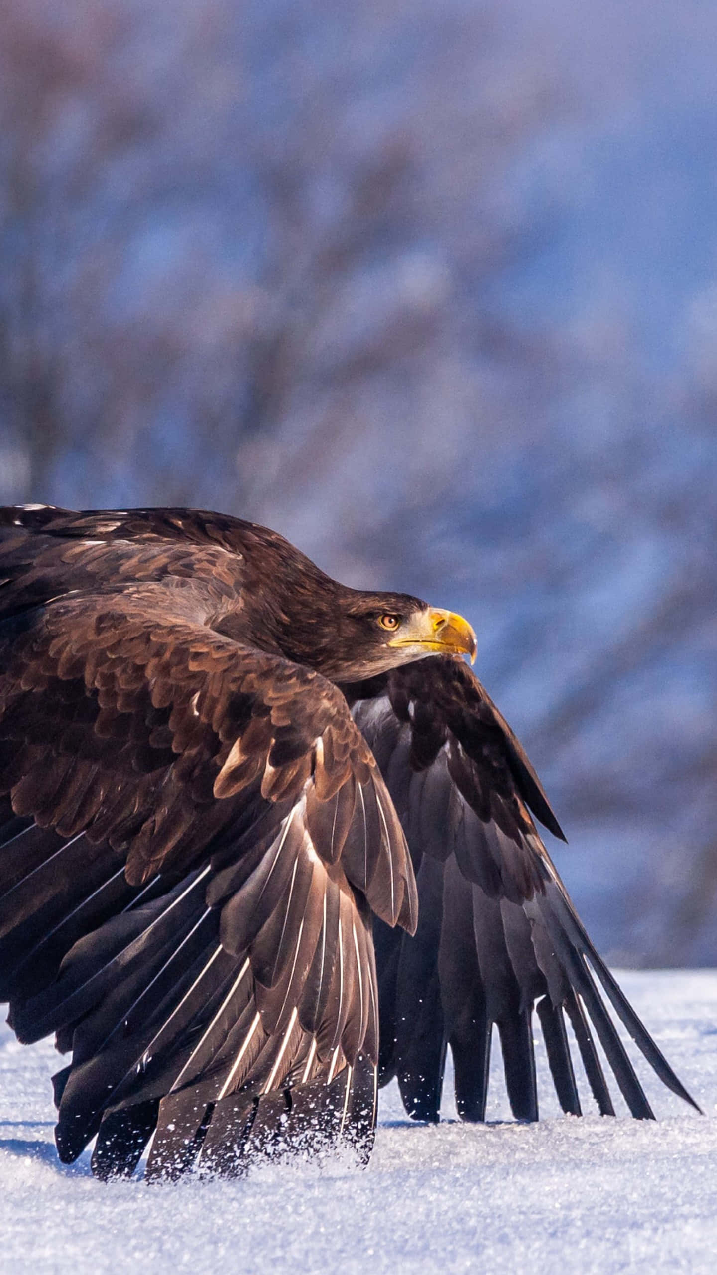 Eagle 桌布 壁紙 — 一隻雄偉的鷹在雪地上展開強而有力的翅膀，背景是模糊的冬季森林。