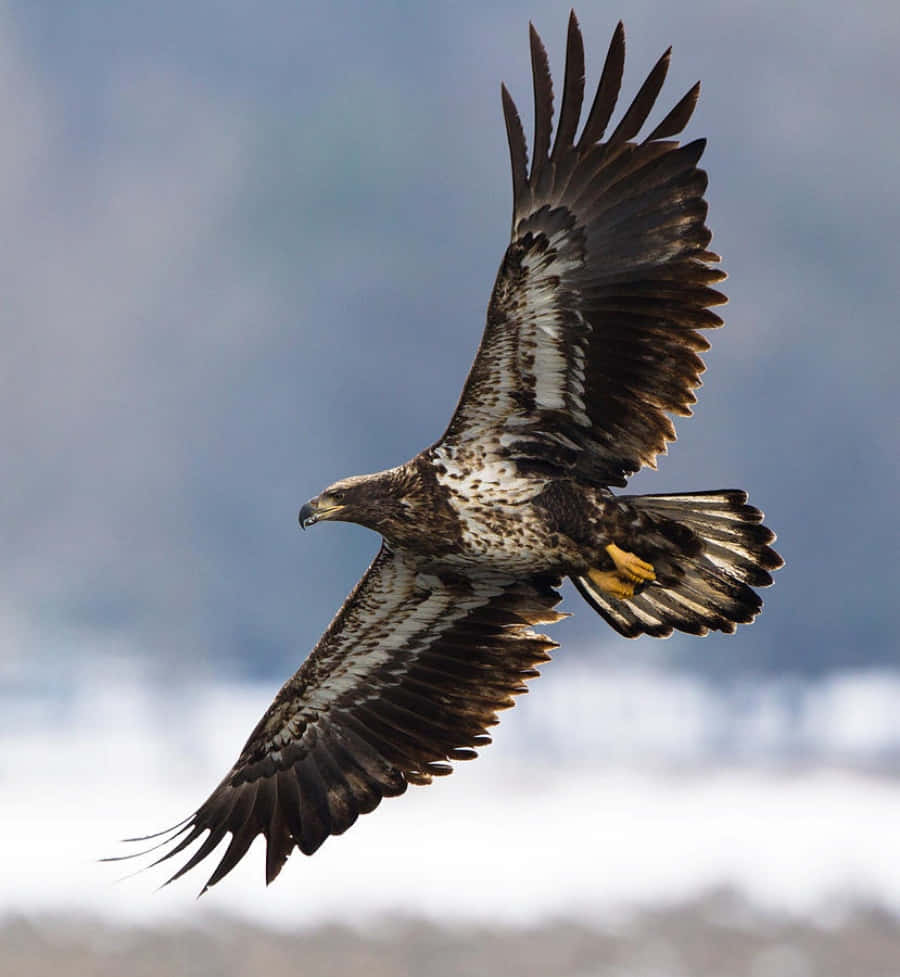 Young Bald Eagle 桌布 壁紙 — 一隻雄偉的鷹在雪地之上，以完全展開的翅膀在柔和的藍天下翱翔。