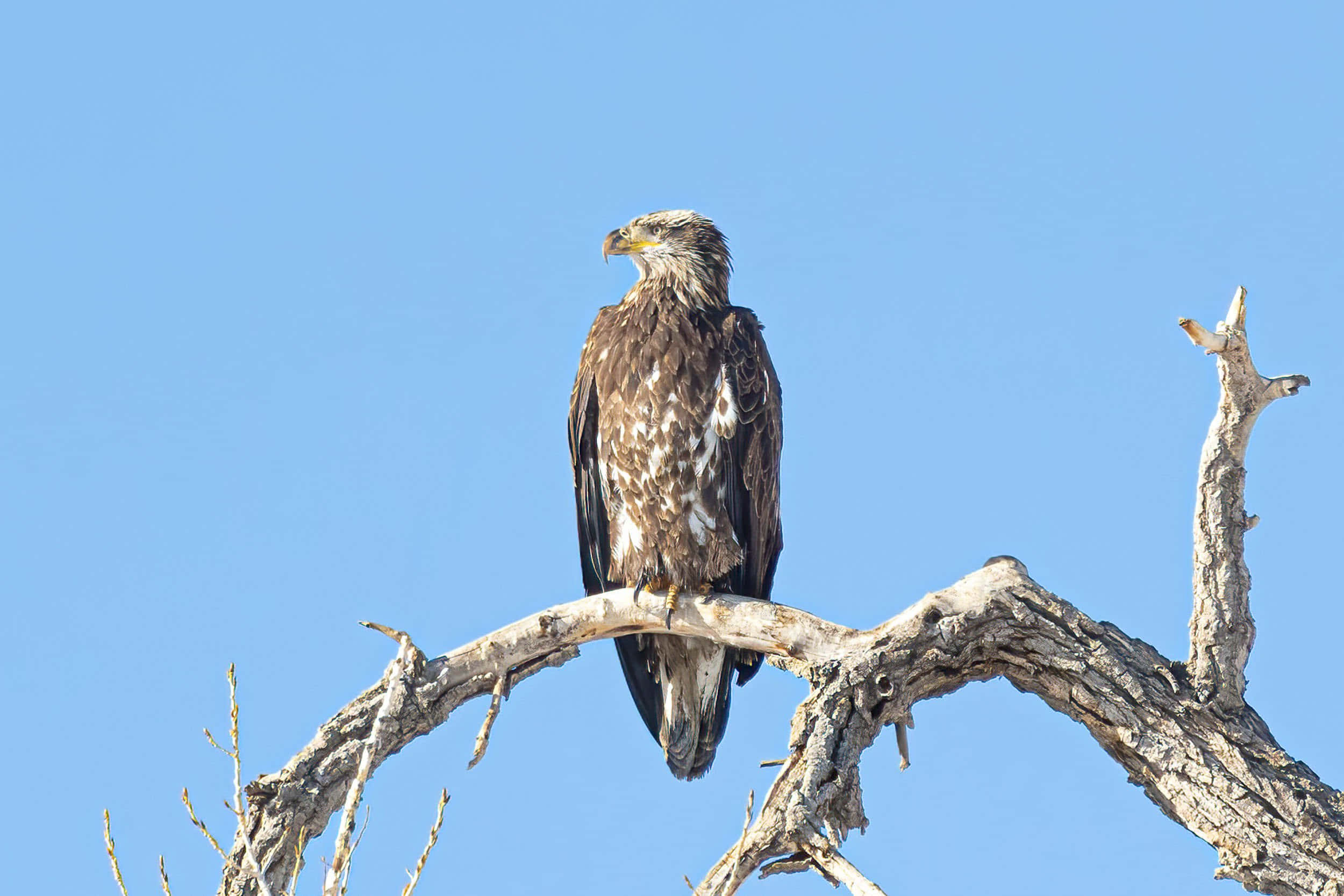 Young Eagle 桌布 壁紙 — 一隻雄偉的鷹威嚴地棲息在風化的樹枝上，背景是清澈的藍天。