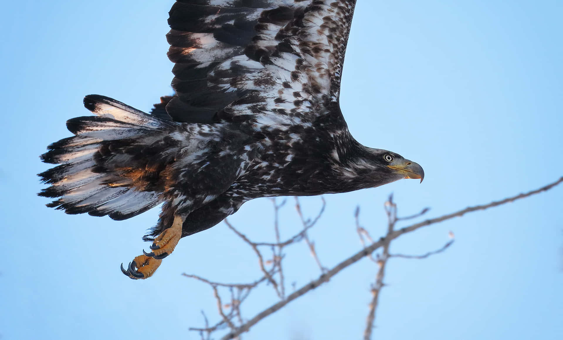 Young Eagle 桌布 壁紙 — 一隻雄偉的鷹展開翅膀，在清澈的藍天下翱翔，爪子伸向光禿的樹枝附近。