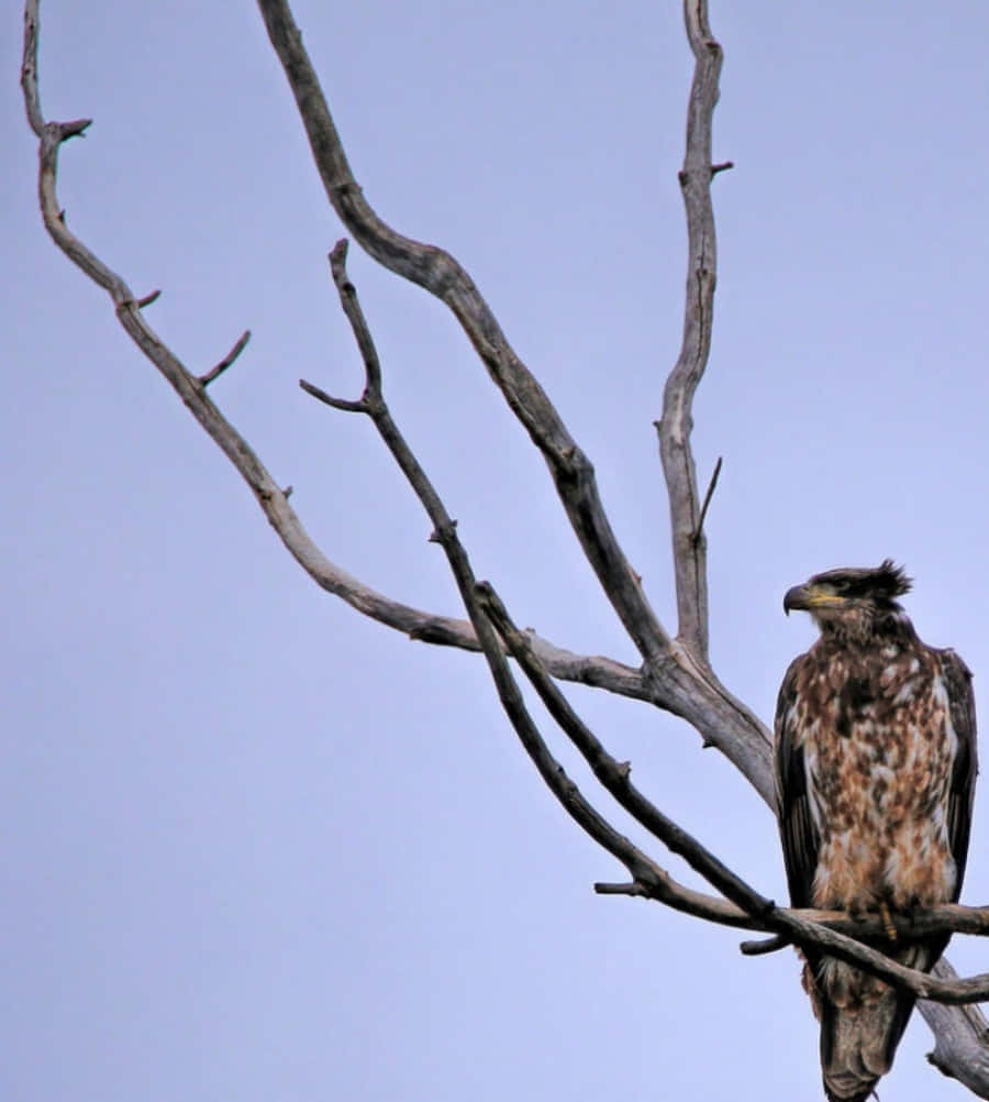 Young Bald Eagle 桌布 壁紙 — 一隻雄偉的鷹棲息在光禿、扭曲的樹枝上，映襯著淡藍色的天空，散發著野性的孤獨。