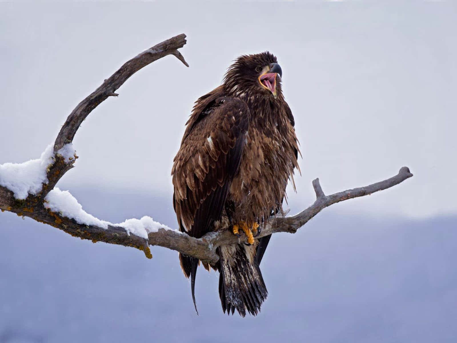 Young Bald Eagle 桌布 壁紙 — 一隻雄偉的鷹棲息在灑滿雪的樹枝上，背景是蒼白的冬日天空，嘴巴張開。