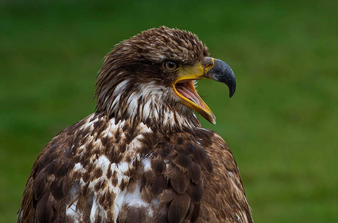Young Bald Eagle 桌布 壁紙 — 一隻雄偉的鷹的特寫，擁有尖銳彎曲的喙和專注的眼神，背景是柔和的綠色。