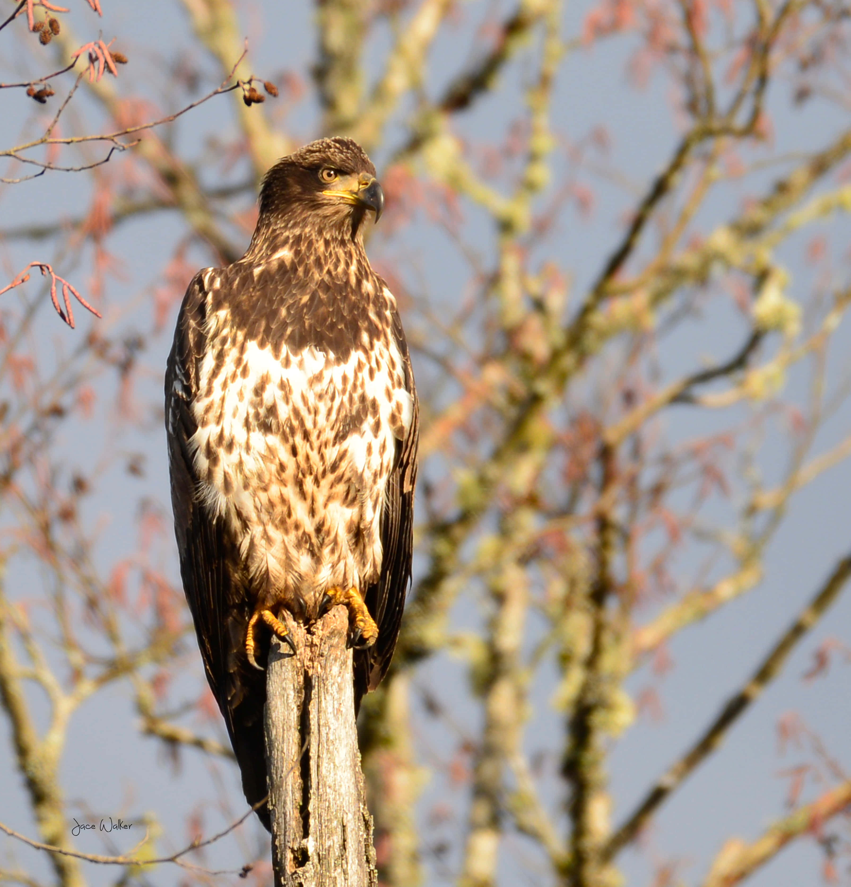 Young Eagle 桌布 壁紙 — 一隻雄偉的鷹警覺地棲息在一個風化的樹樁上，背景是光禿的樹枝和柔和的藍天。