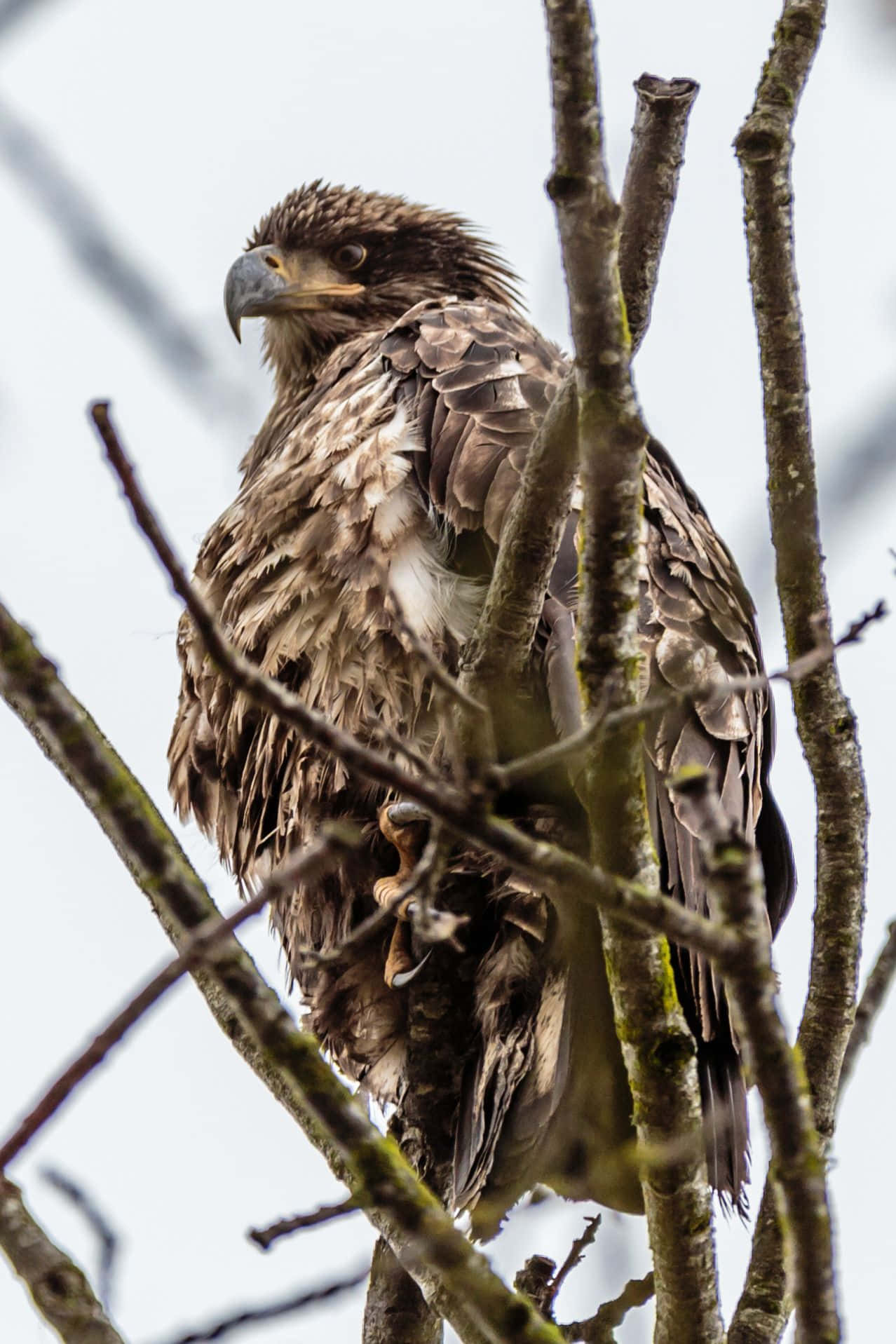 Young Bald Eagle 桌布 壁紙 — 一隻雄偉的鷹警覺地棲息在光禿的樹枝間，映襯著蒼白的天空。