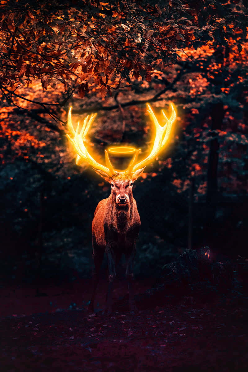 Deer Desktop 桌布 壁紙 — 一隻雄偉的鹿，帶有發光的金色鹿角，站在黑暗的森林中，上方是火紅的秋葉。