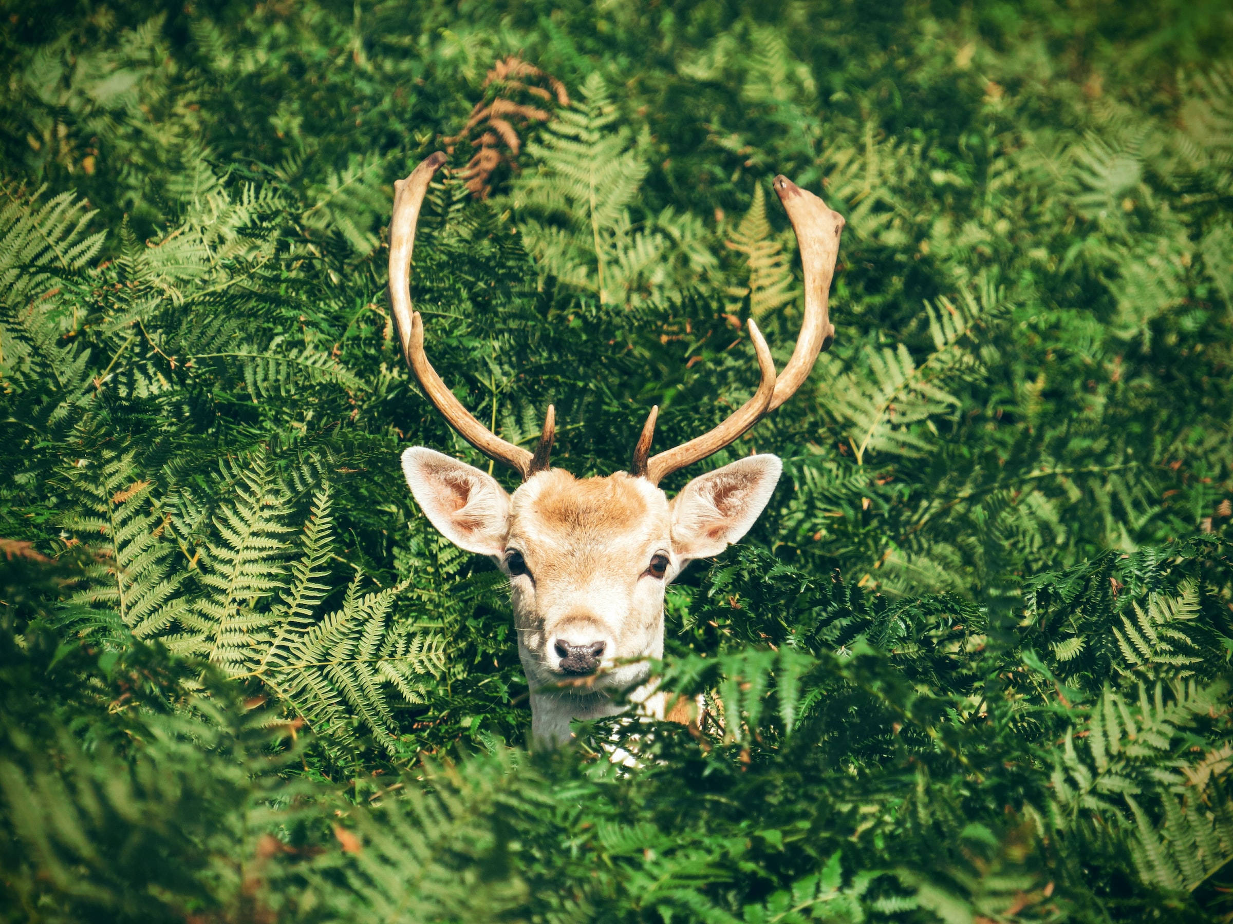 Deer Hunting 桌布 壁紙 — 一隻雄偉的鹿，長著大鹿角，在明亮的陽光下從茂密的綠色蕨類森林中探出頭來。