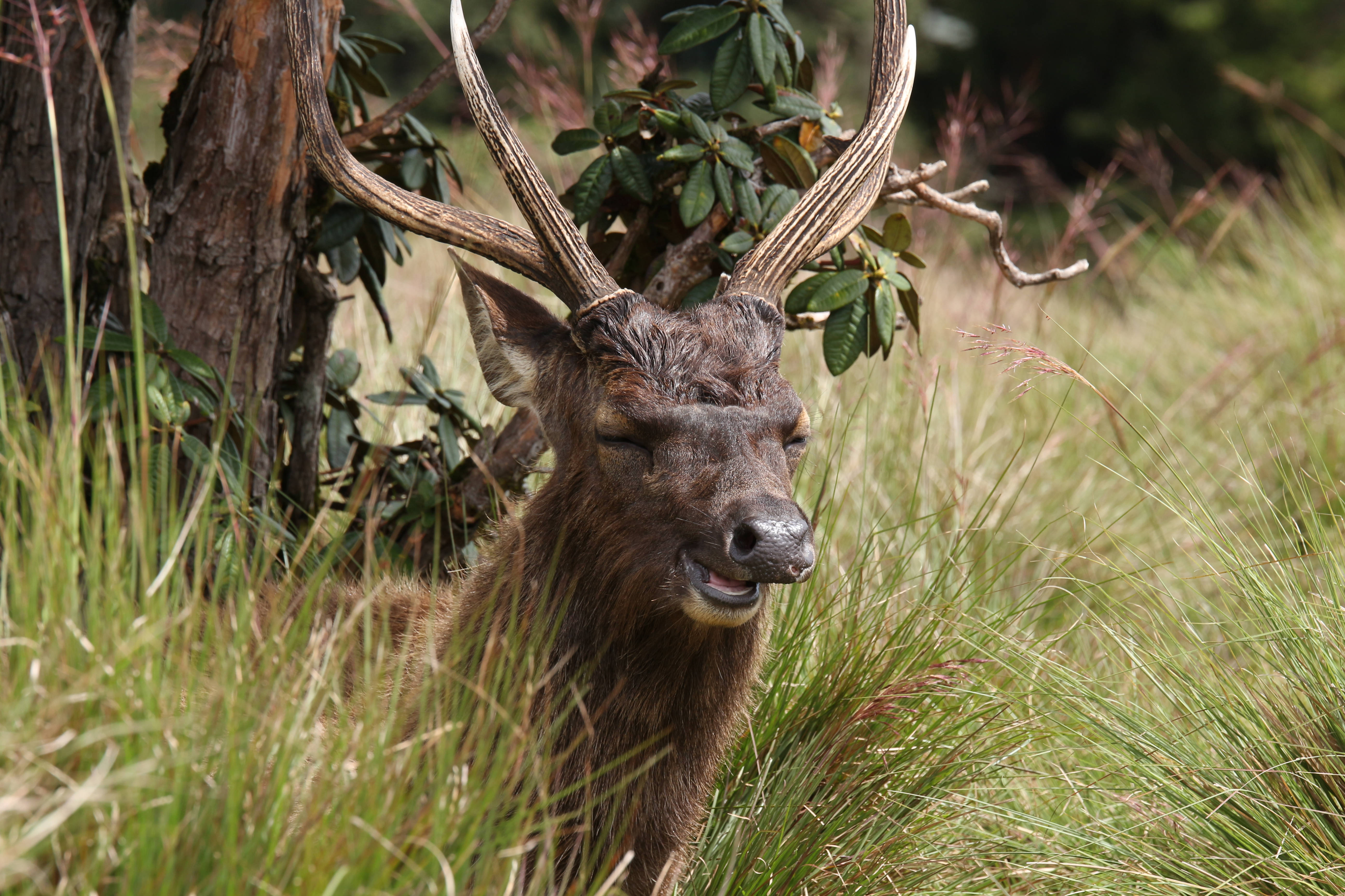 Deer Hunting 桌布 壁紙 — 一隻雄偉的鹿，長著巨大的鹿角，在樹旁的高草中平靜地休息，閉著眼睛，充滿寧靜的滿足感。