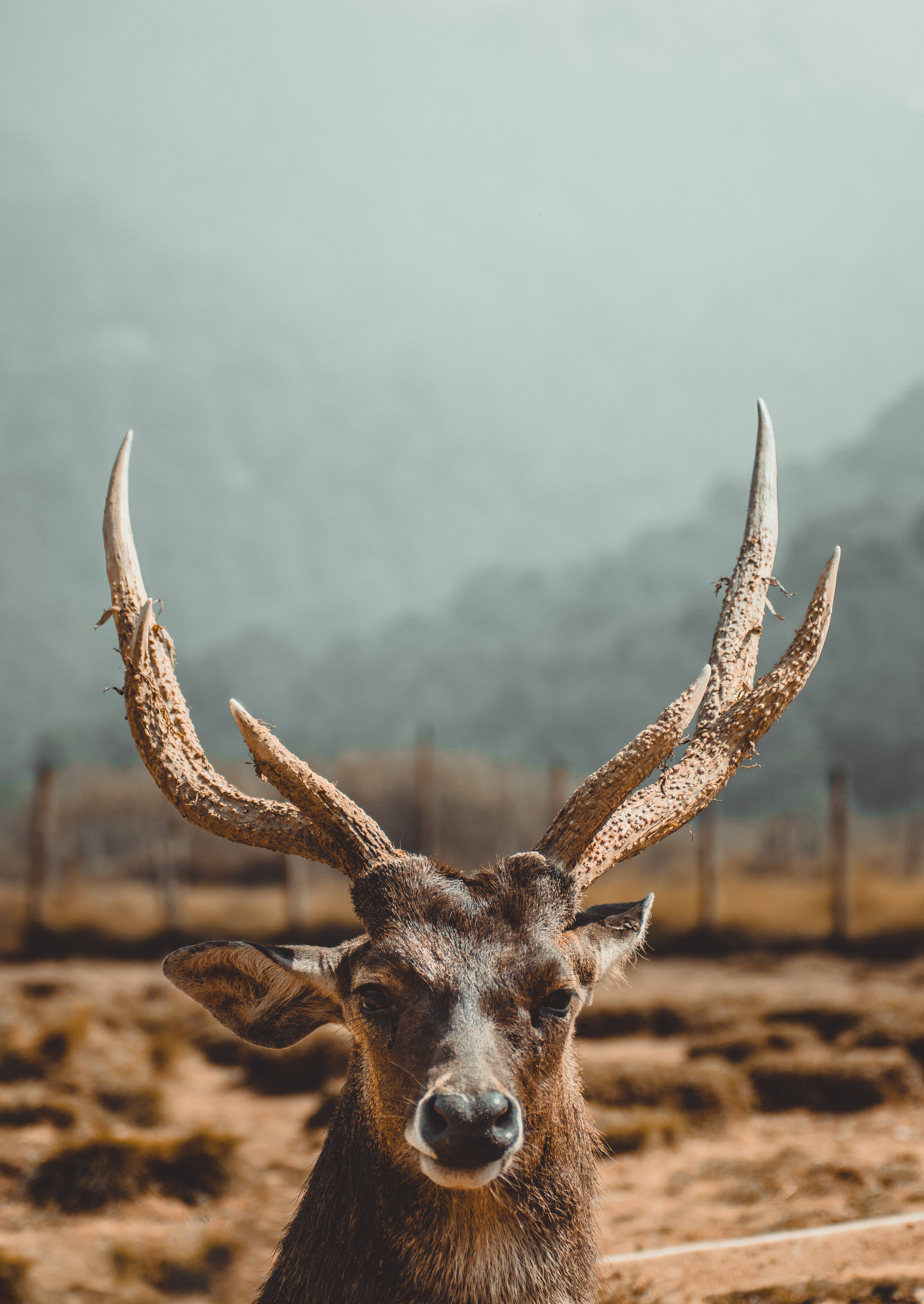 Deer Hunting 桌布 壁紙 — 一隻雄偉的鹿，長著巨大的鹿角，在霧氣瀰漫的戶外環境中直視鏡頭。