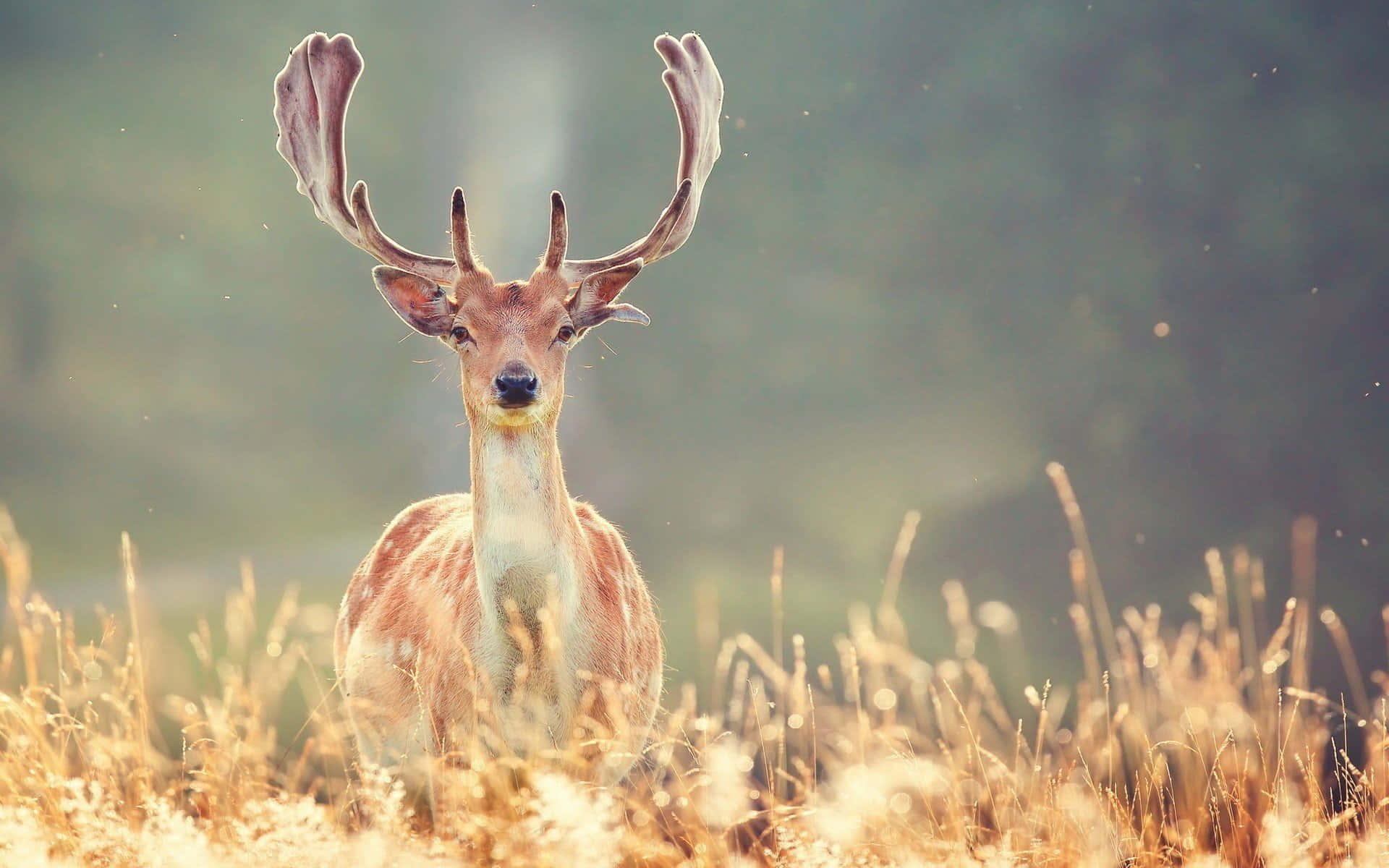Beautiful Wildlife 桌布 壁紙 — 一隻雄偉的鹿，長著巨大的鹿角，警覺地站在陽光照耀的金色草地上。