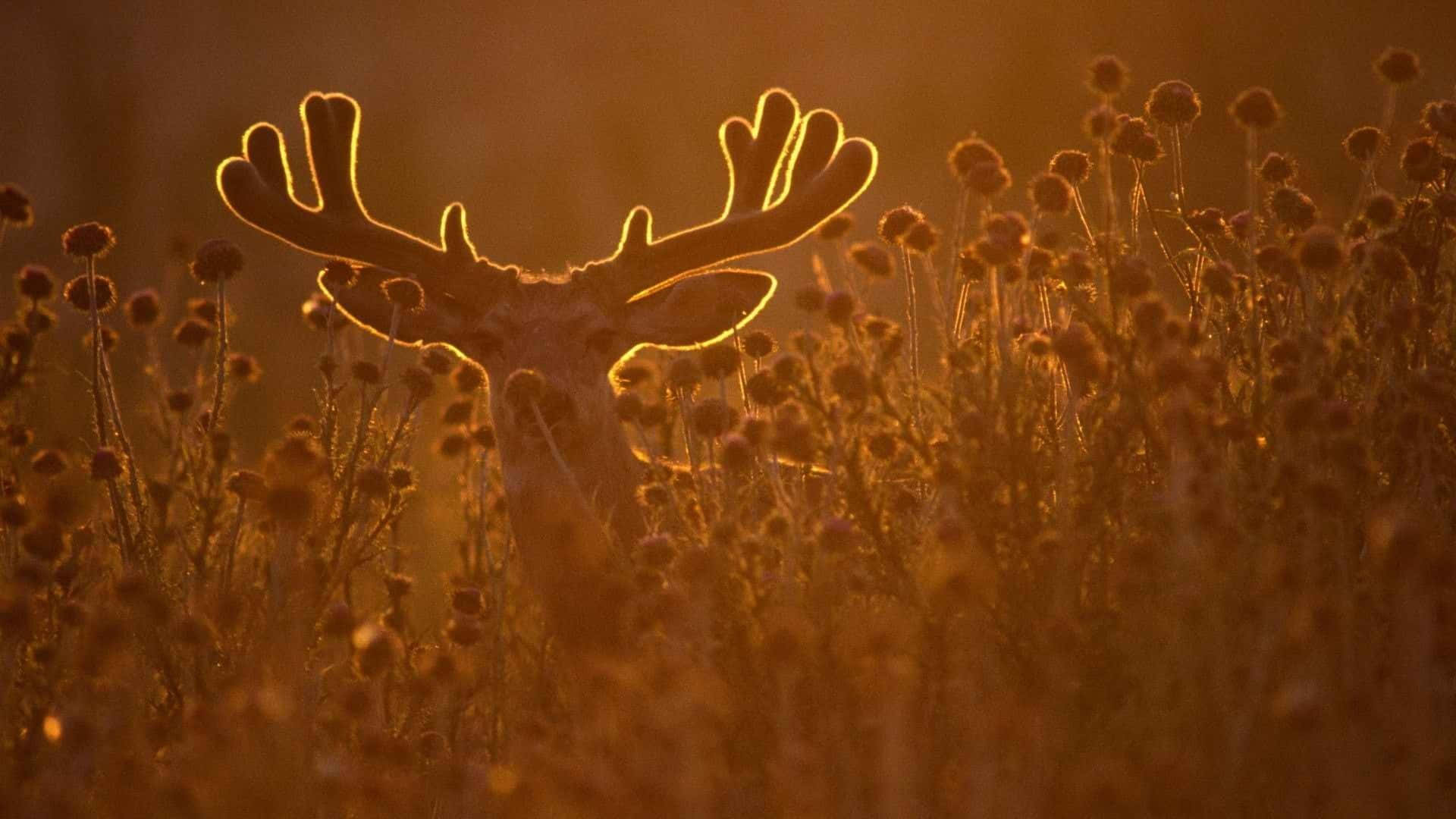 Buck 桌布 壁紙 — 一隻雄偉的鹿，鹿角發光，站在夕陽下金色的乾花田野中。