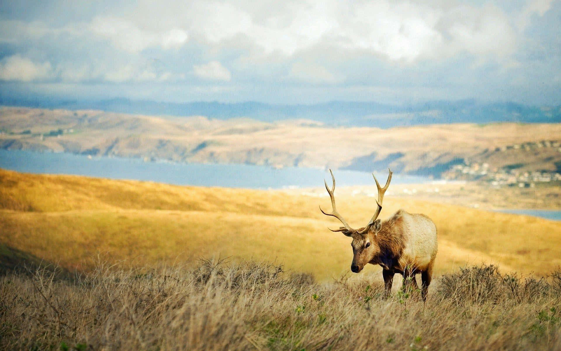 Wild Animals 桌布 壁紙 — 一隻雄偉的麋鹿，長著巨大的鹿角，站在金色的草地上，俯瞰著多雲天空下遠處的藍色海灣。