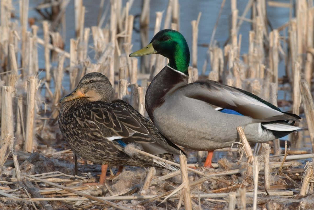 Mallard Duck 桌布 壁紙 — 一隻雄性及一隻雌性綠頭鴨在柔和日光下，一起站在平靜水域旁的乾蘆葦叢中。