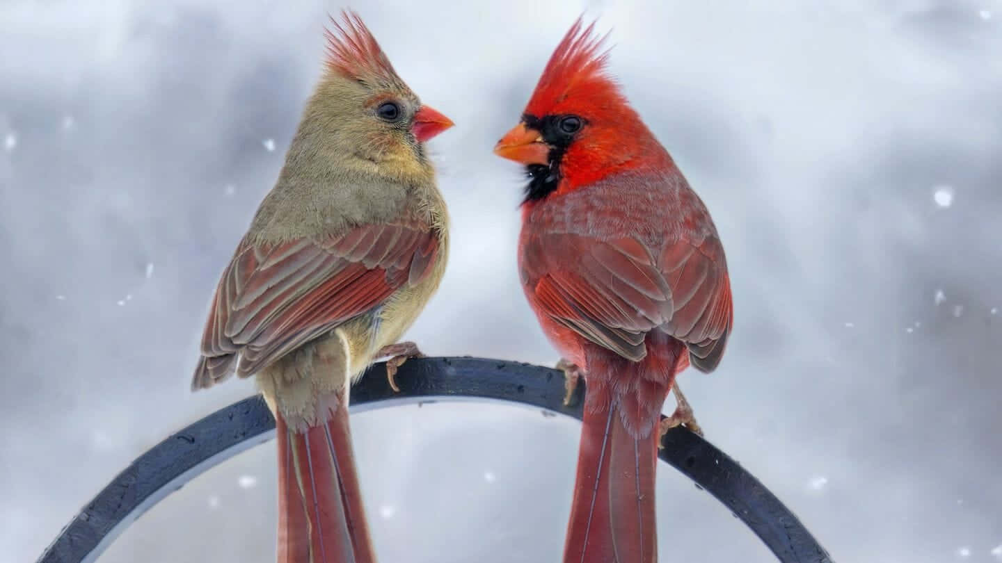 Cardinal 桌布 壁紙 — 一隻雄性及雌性紅衣鳳頭鳥在彎曲的金屬餵食器上相對，背景是白雪皚皚的冬日景色。