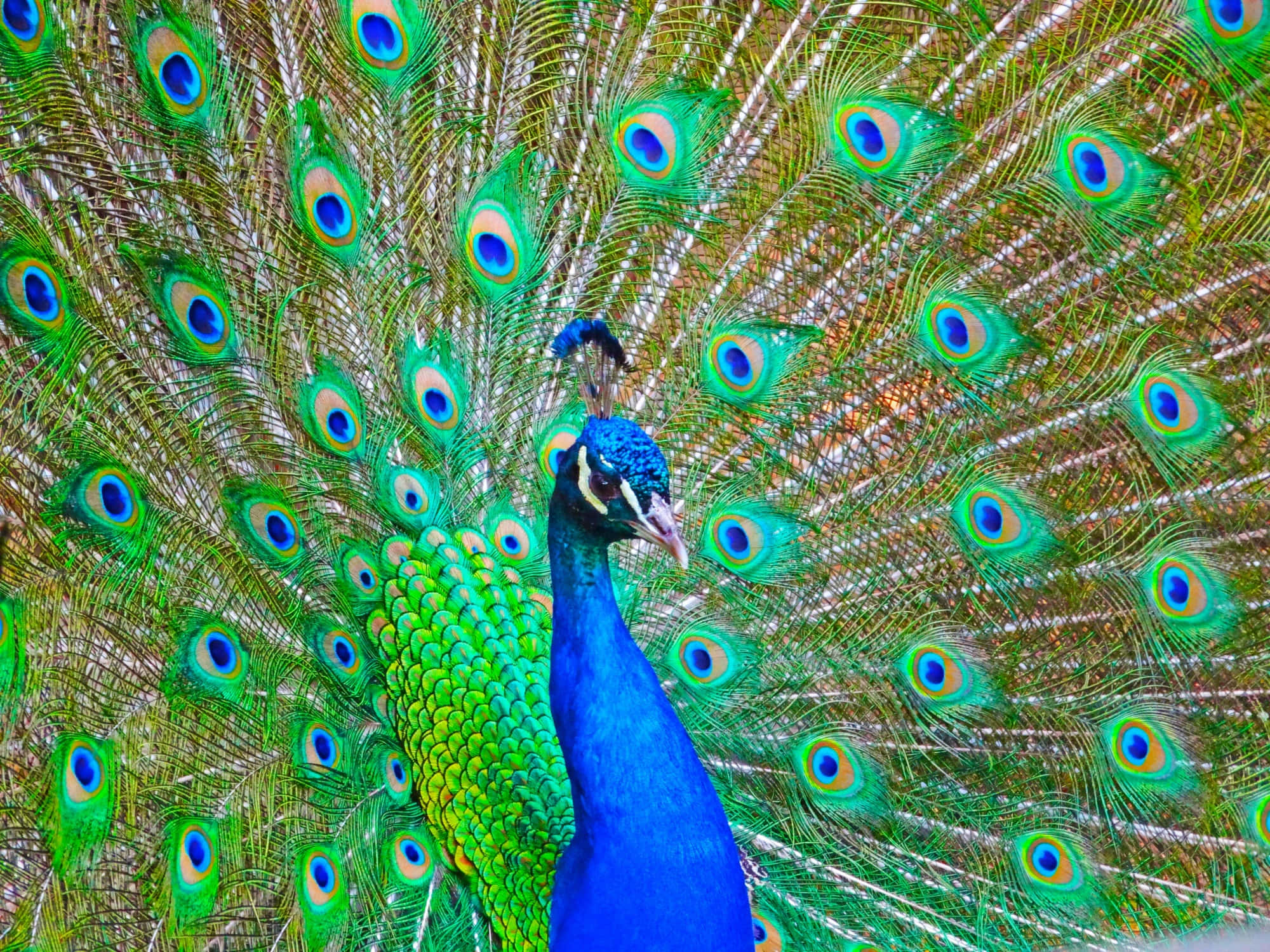 Peacock Bird 桌布 壁紙 — 一隻雄性孔雀在模糊的自然背景下，以耀眼的扇形展示其鮮豔的藍、綠和金色尾羽。