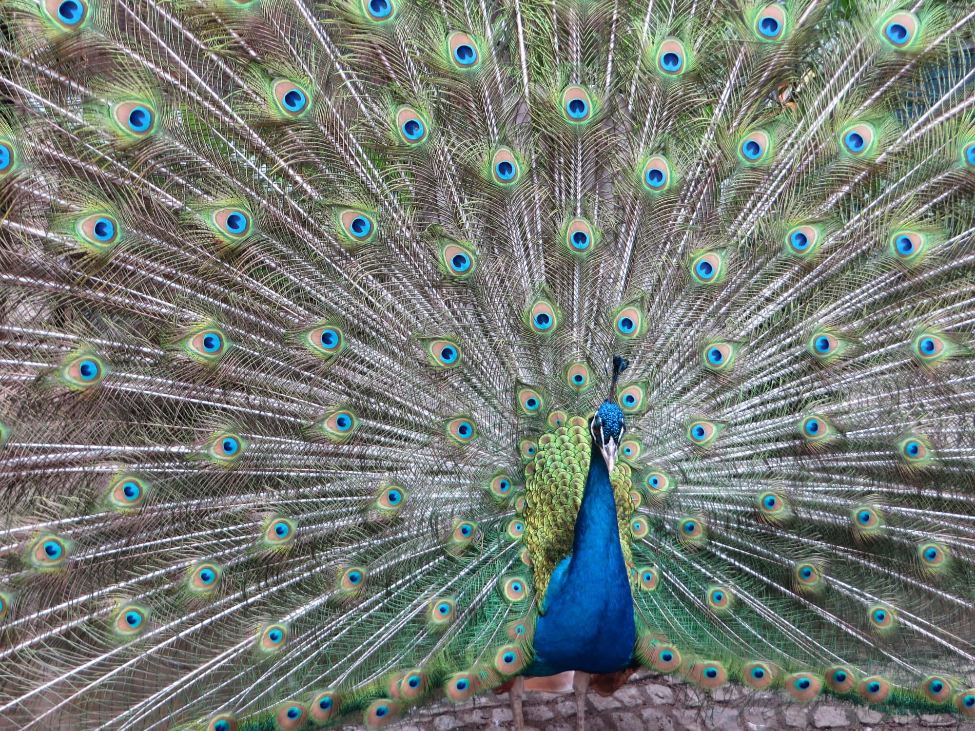 Peacock Bird 桌布 壁紙 — 一隻雄性孔雀在模糊的自然背景下，將其鮮豔的藍色、綠色和金色帶眼狀斑點的尾羽完全展開成扇形。