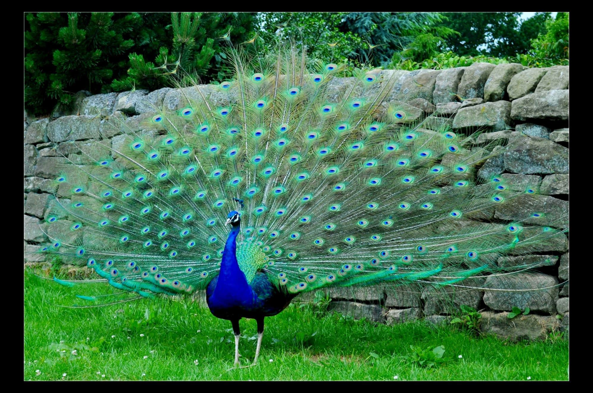 Peacock Bird 桌布 壁紙 — 一隻雄性孔雀在石牆和茂密的綠草襯托下展示其鮮豔的藍綠色羽毛尾屏。