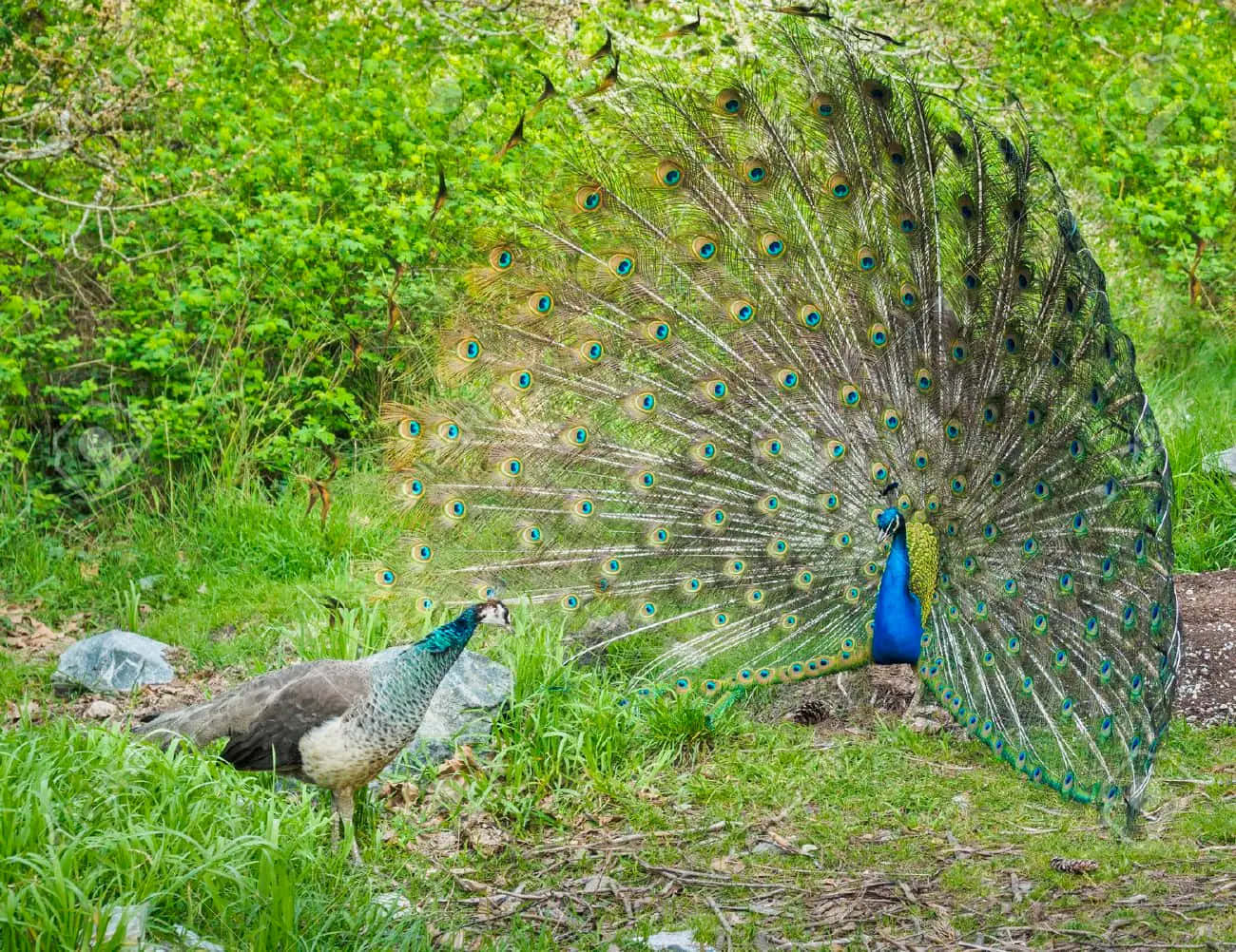 Peahen 桌布 壁紙 — 一隻雄性孔雀在茂密的綠色森林空地展示其鮮豔的藍綠色眼斑尾羽，而一隻雌性孔雀則站在附近。