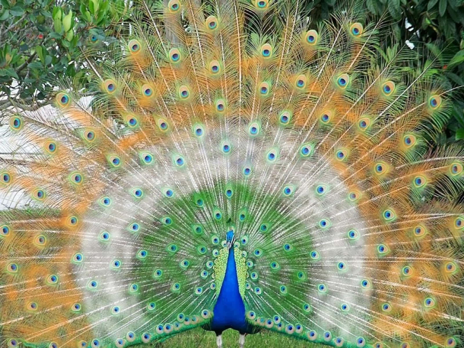 Peacock Bird 桌布 壁紙 — 一隻雄性孔雀在茂密的綠色樹葉前展示其鮮豔的藍色、綠色和金色尾羽，完全展開成扇形。