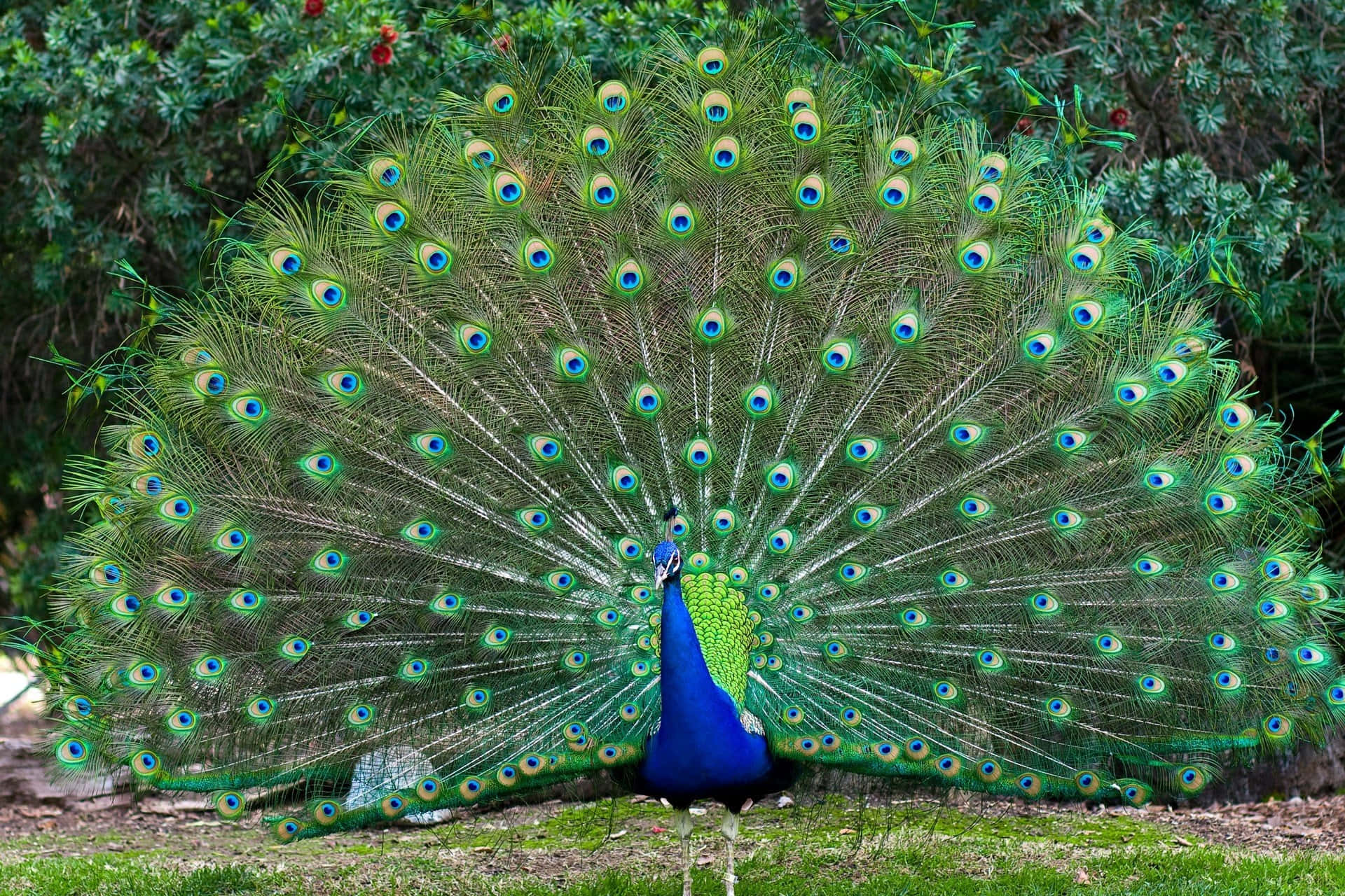 Peacock Bird 桌布 壁紙 — 一隻雄性孔雀在茂密的綠色花園中展示其鮮豔的藍綠色虹彩尾羽。