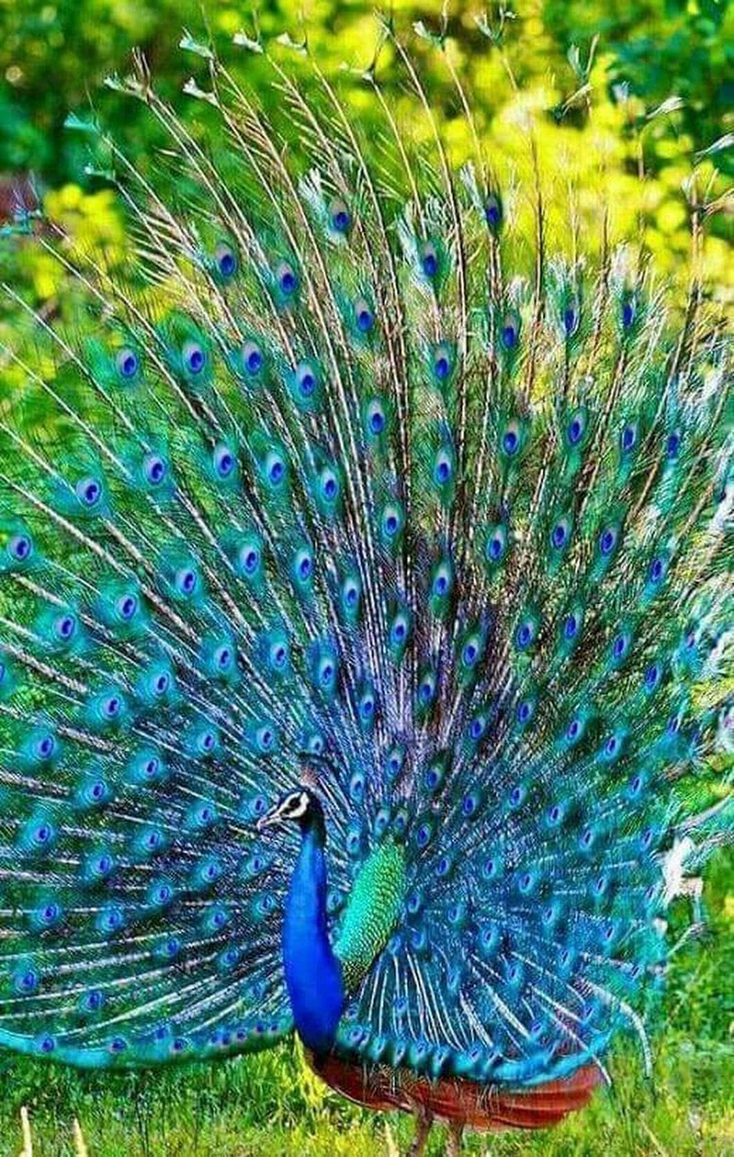 Peacock Bird 桌布 壁紙 — 一隻雄性孔雀在茂密的綠色花園中展示其鮮豔的藍色、綠色和金色尾羽。