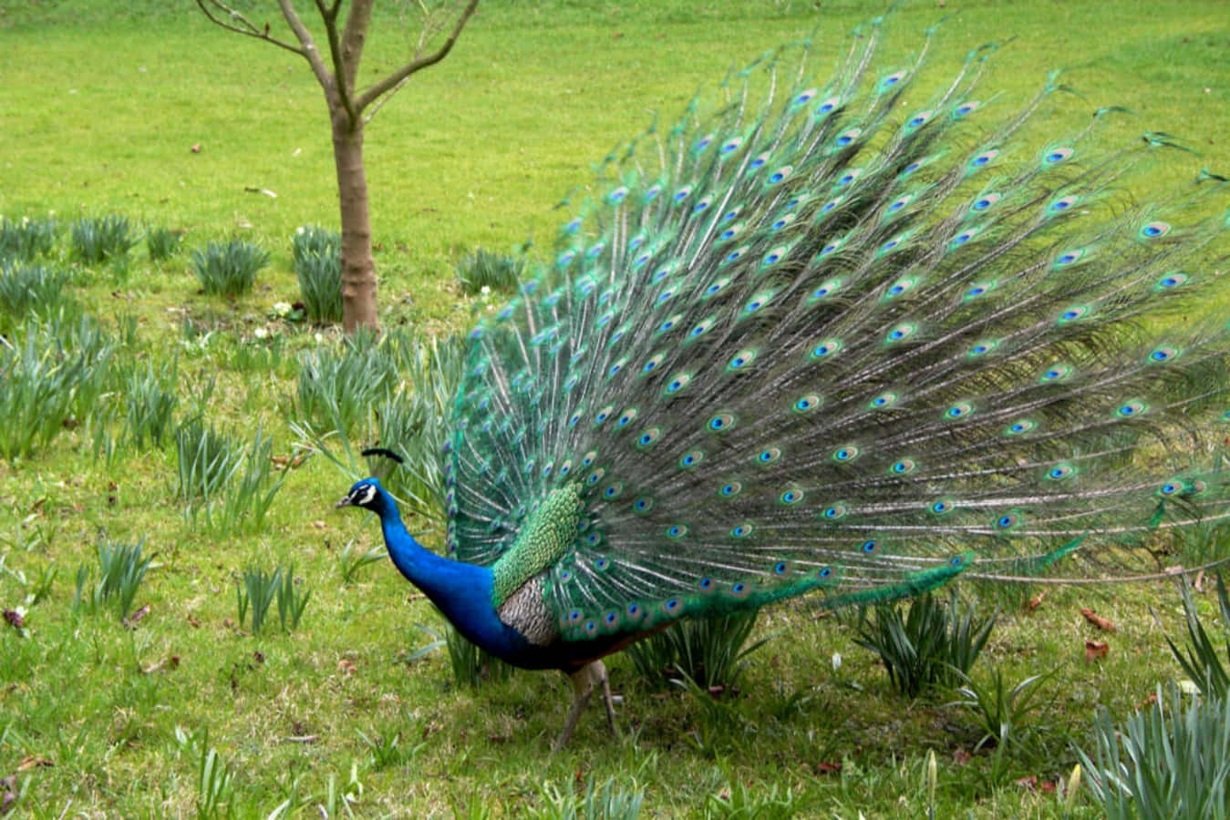 Peacock Bird 桌布 壁紙 — 一隻雄性孔雀在茂密的綠色草地上展示其閃爍藍綠色尾羽，附近有一棵小樹。