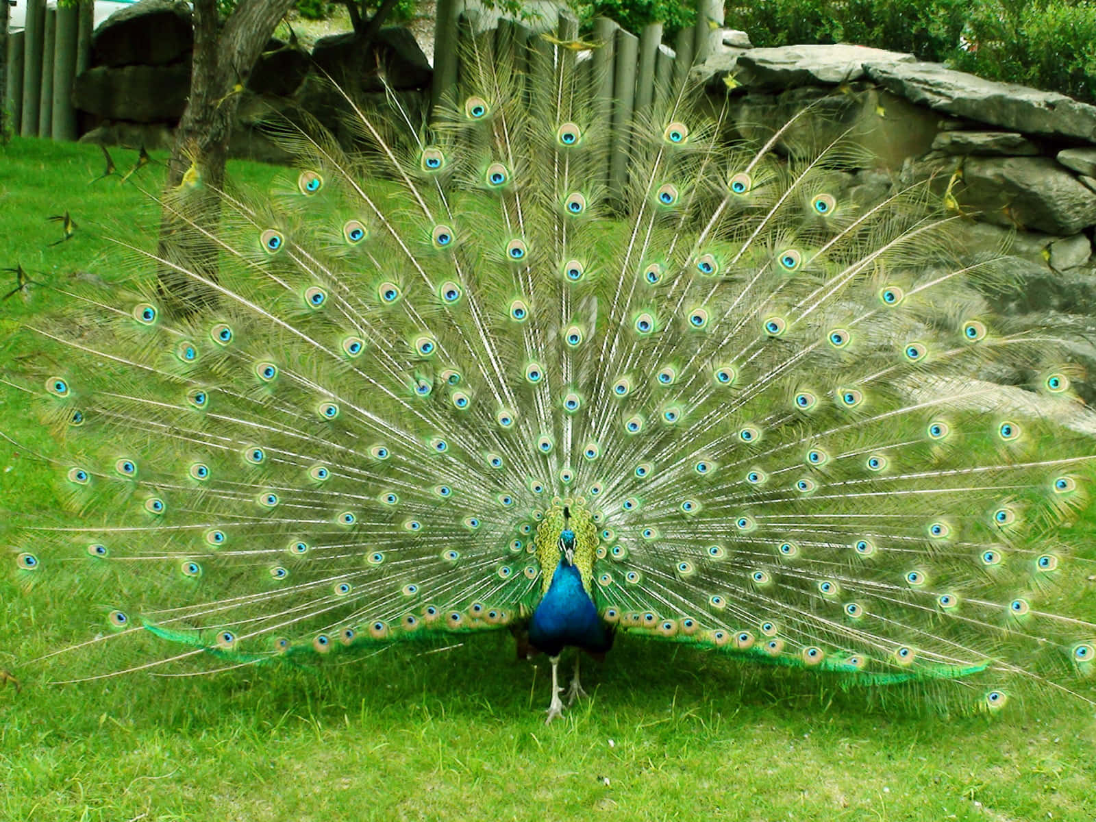 Peacock Bird 桌布 壁紙 — 一隻雄性孔雀在茂密的綠色草坪上展示其鮮豔的藍色、綠色和金色帶有眼狀斑點的尾羽。