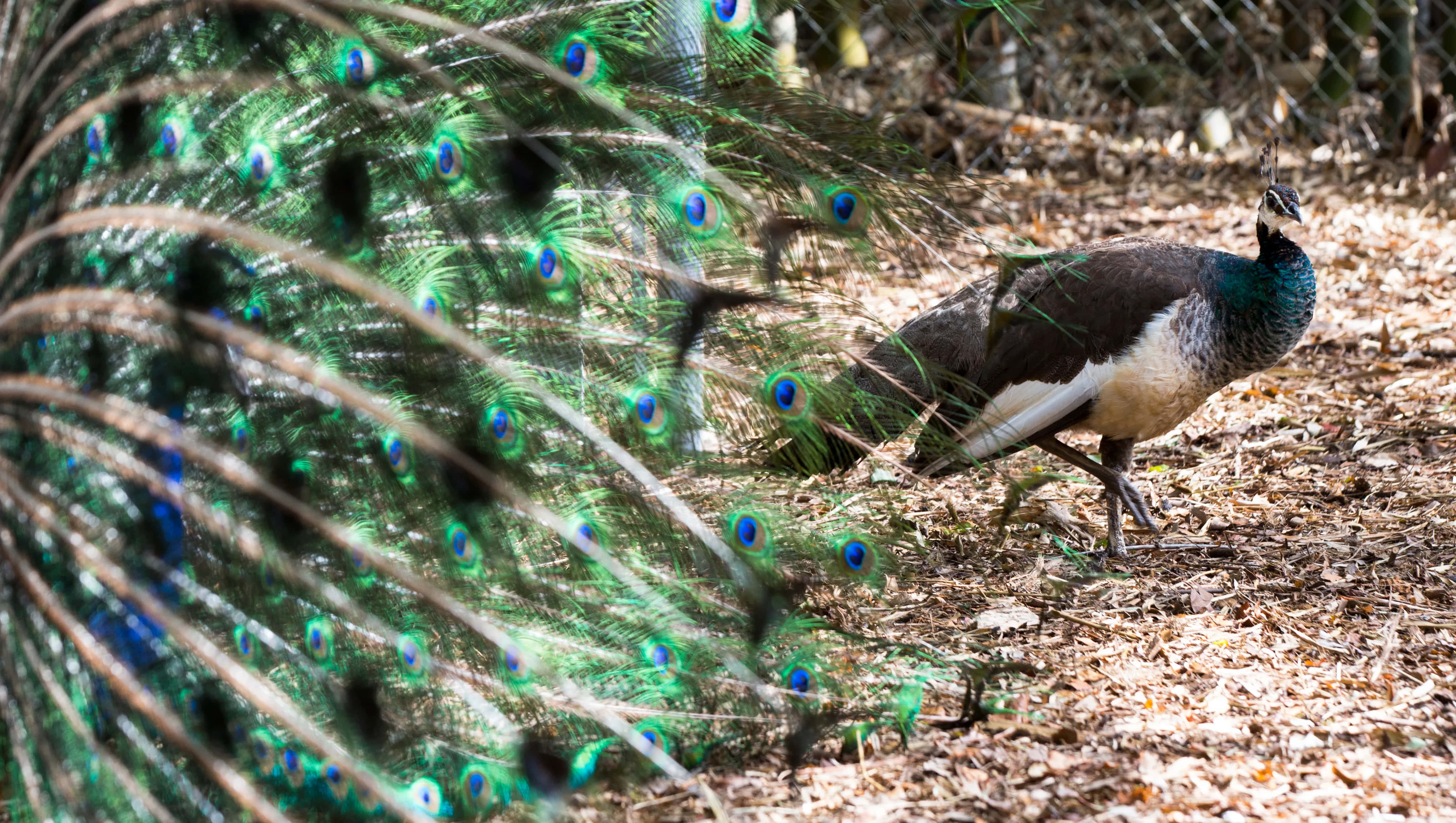 Peahen 桌布 壁紙 — 一隻雄性孔雀在陽光明媚的森林空地上展示其鮮豔的綠色和藍色眼斑尾羽。