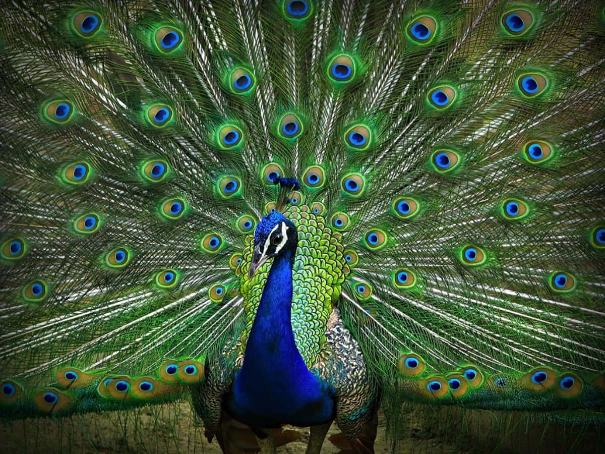 Peacock Bird 桌布 壁紙 — 一隻雄性孔雀展示其鮮豔的藍綠色和金色帶眼斑的尾羽，完全展開成華麗的扇形。