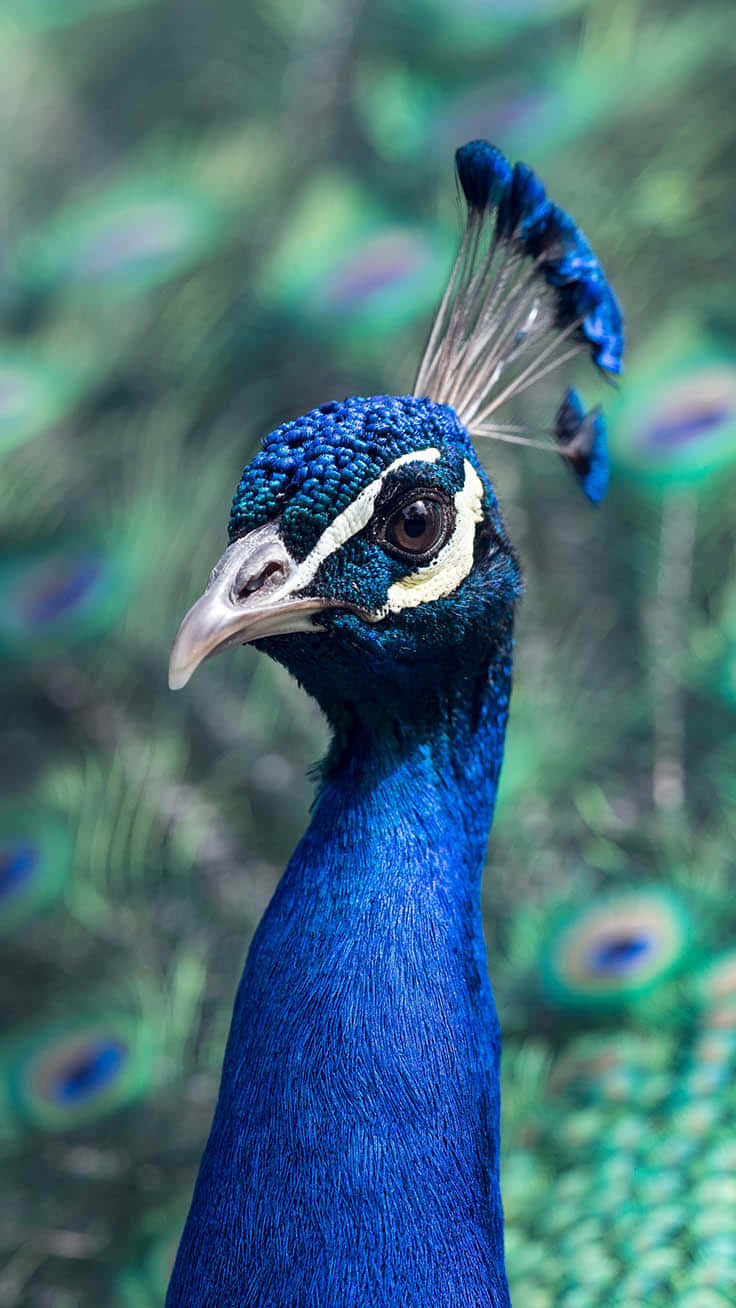 Peacock Feather 桌布 壁紙 — 一隻雄性孔雀的頭部特寫，擁有鮮豔的藍色羽毛和精細的眼狀圖案。