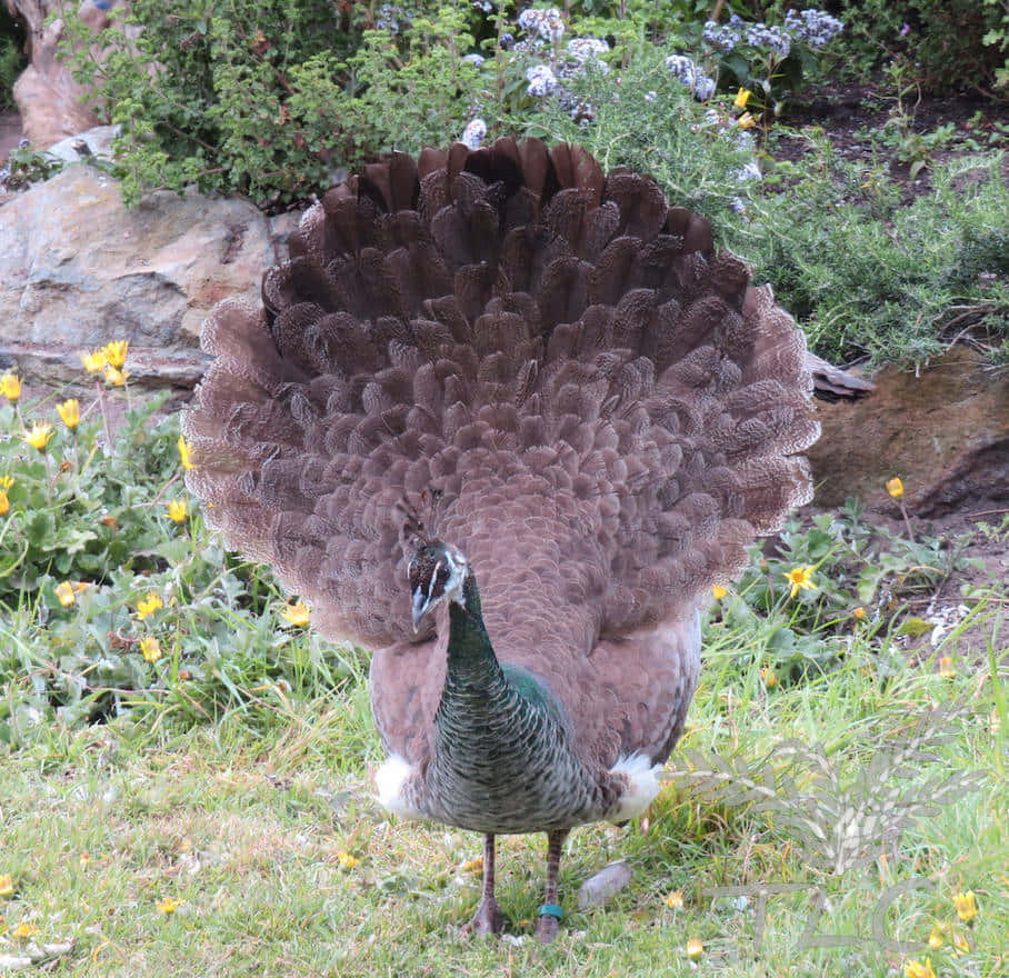 Peahen 桌布 壁紙 — 一隻雄性孔雀自豪地站在草地上，展示其大而展開的棕色扇形尾羽。