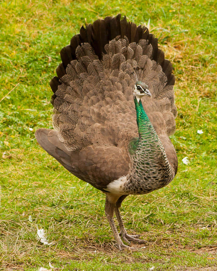 Peahen 桌布 壁紙 — 一隻雄性孔雀自豪地站在草地上，展開華麗的尾羽，展示複雜的棕色和綠色圖案。