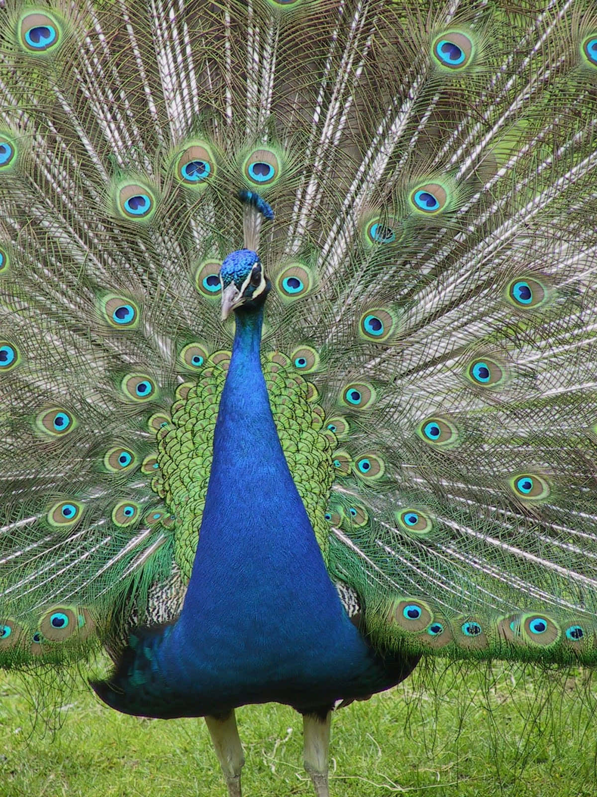 Peacock Bird 桌布 壁紙 — 一隻雄性孔雀驕傲地站在綠色草地上，展示其鮮豔的藍綠色虹彩尾羽，帶有眼狀圖案。