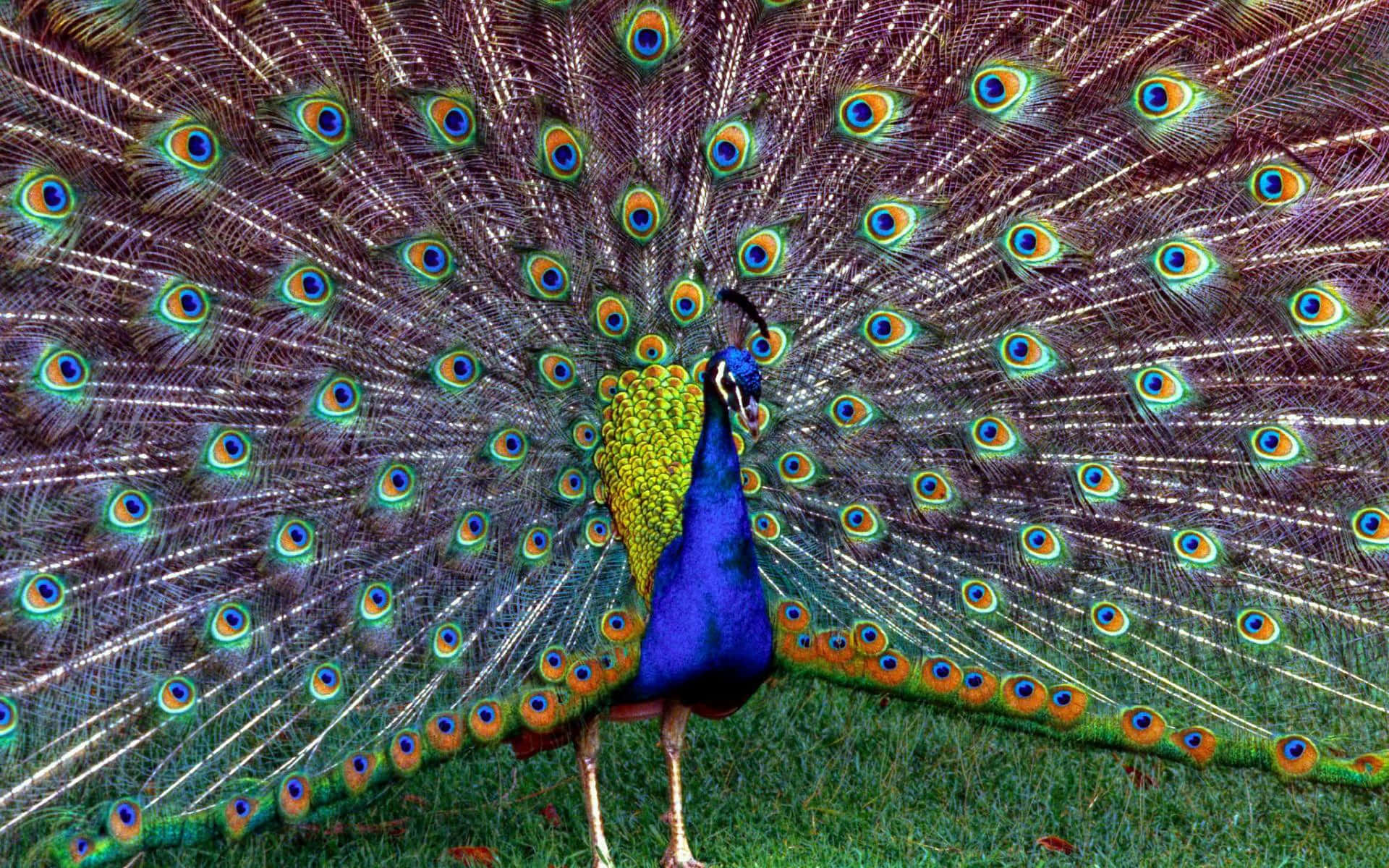 Peacock Bird 桌布 壁紙 — 一隻雄性孔雀驕傲地站在草地上，其華麗的彩虹色尾羽完全展開，展示出鮮豔的藍色、綠色和金色眼狀圖案。