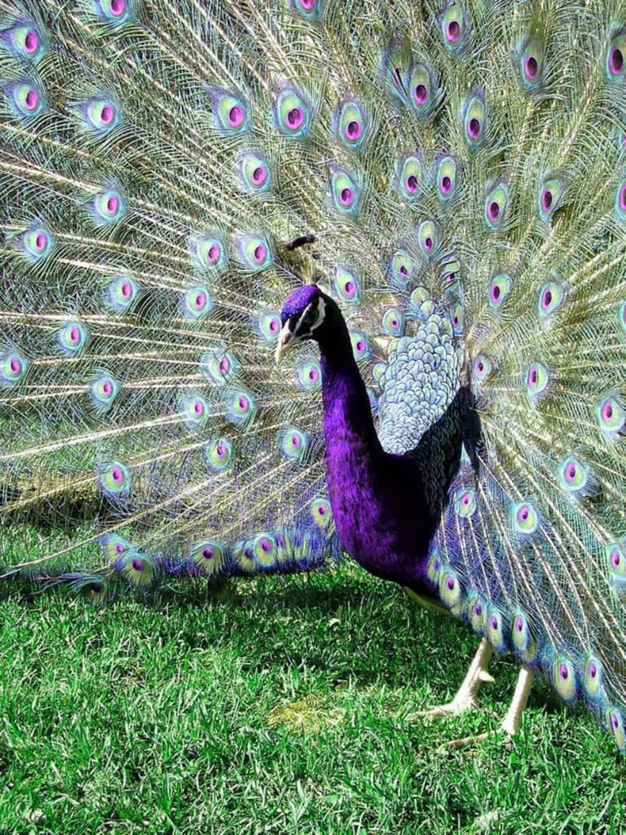 Peacock Bird 桌布 壁紙 — 一隻雄性孔雀驕傲地站在鮮綠色的草地上，展示其華麗的虹彩尾羽，上面有眼睛般的圖案。