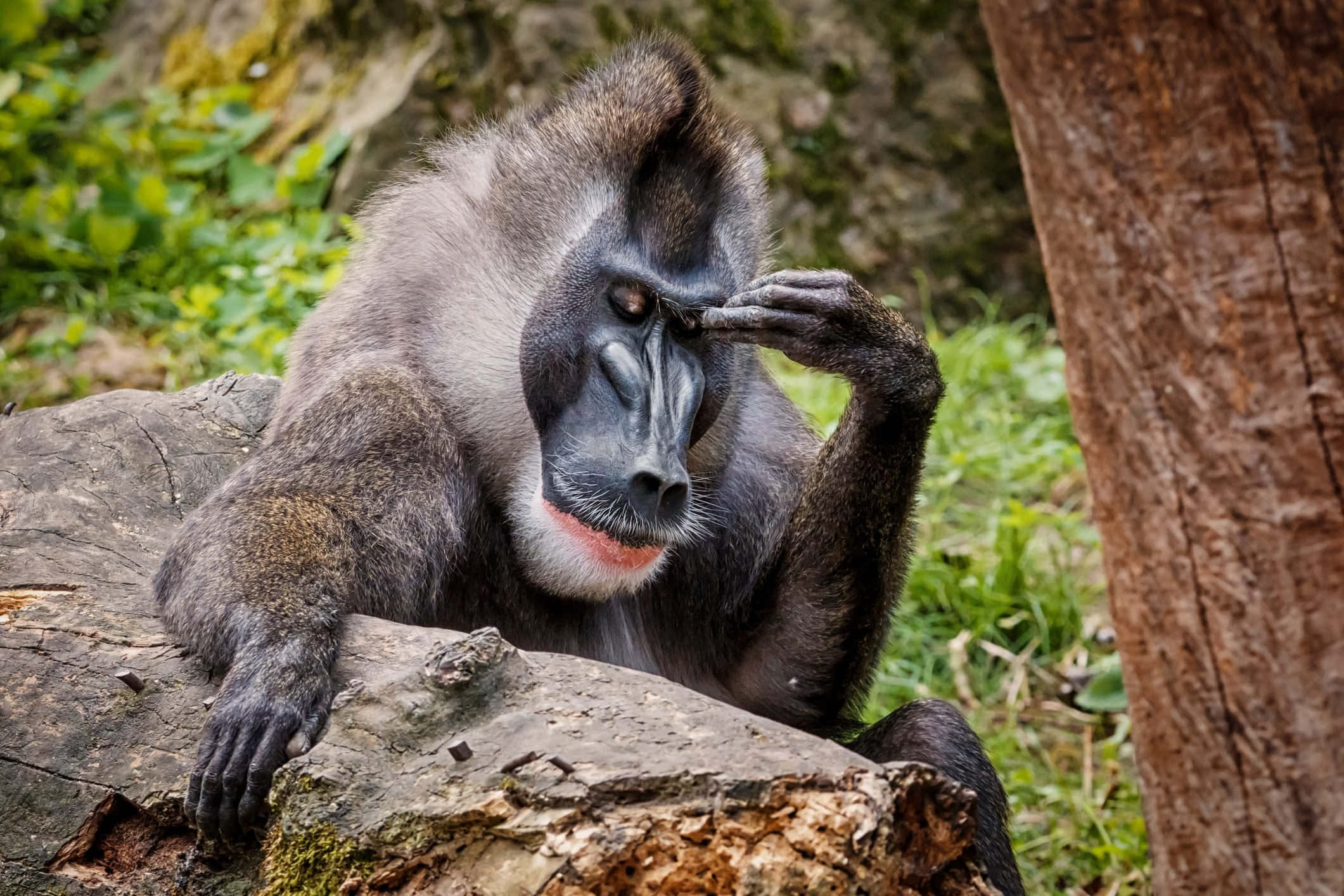 Monkey Funny 桌布 壁紙 — 一隻雄性山魈若有所思地坐在長滿苔蘚的木頭上，用一隻手抓臉，周圍是茂密的綠色森林。