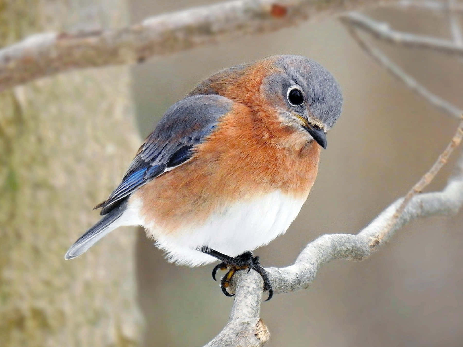 Bluebird 桌布 壁紙 — 一隻雄性東部藍鳥棲息在光禿的樹枝上，展示鮮豔的藍色翅膀、橙色胸部和白色腹部。