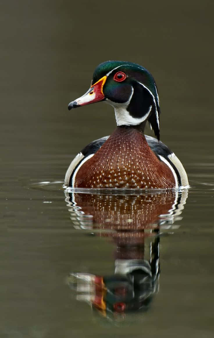 Mallard Duck 桌布 壁紙 — 一隻雄性林鴛鴦，擁有虹彩綠色頭部和斑點胸部，平靜地漂浮在靜止的水面上，其鮮明的倒影映照在下方。