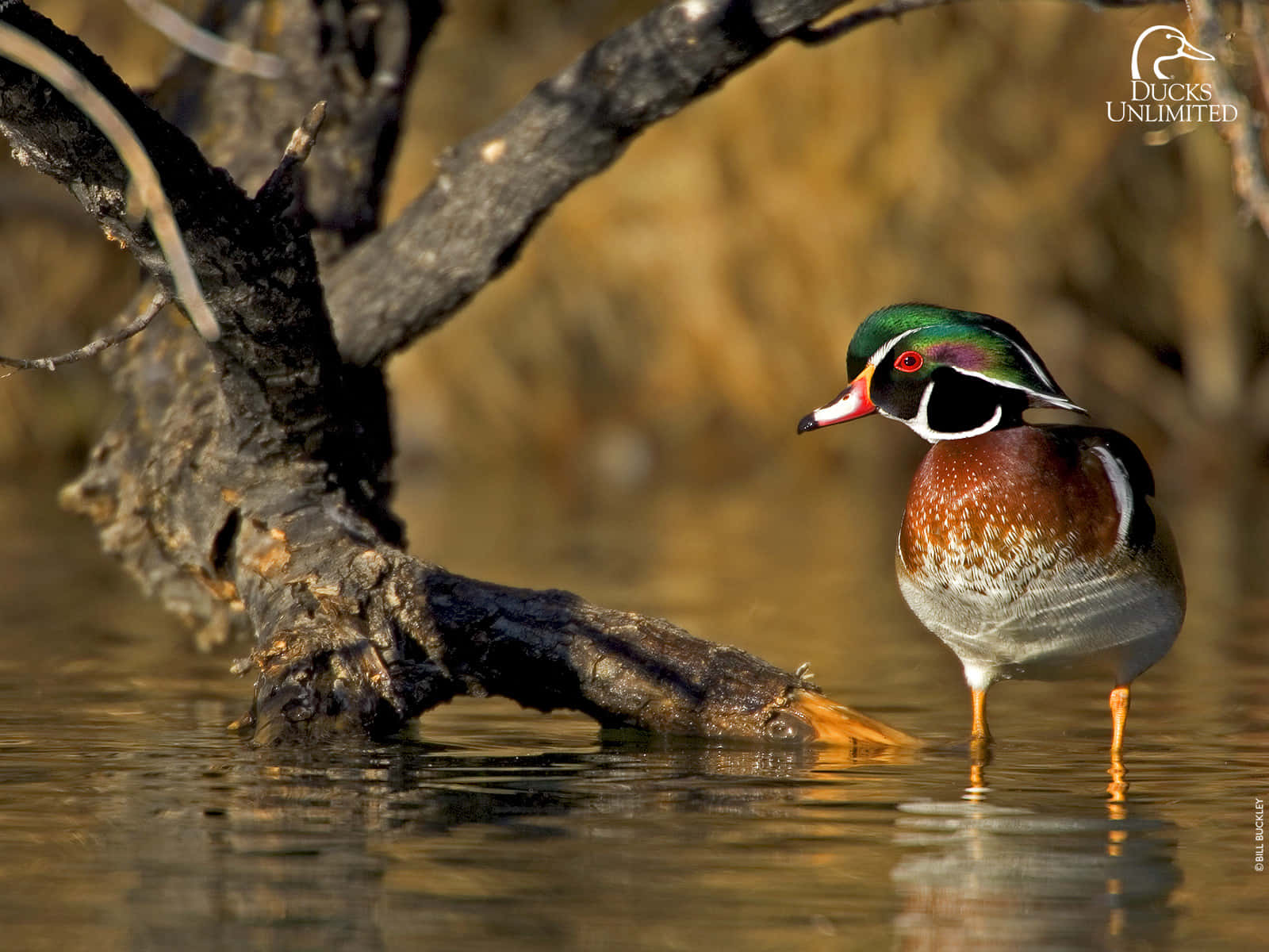 Duck Hunting Desktop 桌布 壁紙 — 一隻雄性林鴛鴦站在淺水中，旁邊有一根陽光照耀的樹枝，展示出虹彩綠色的頭部和栗色的胸部。