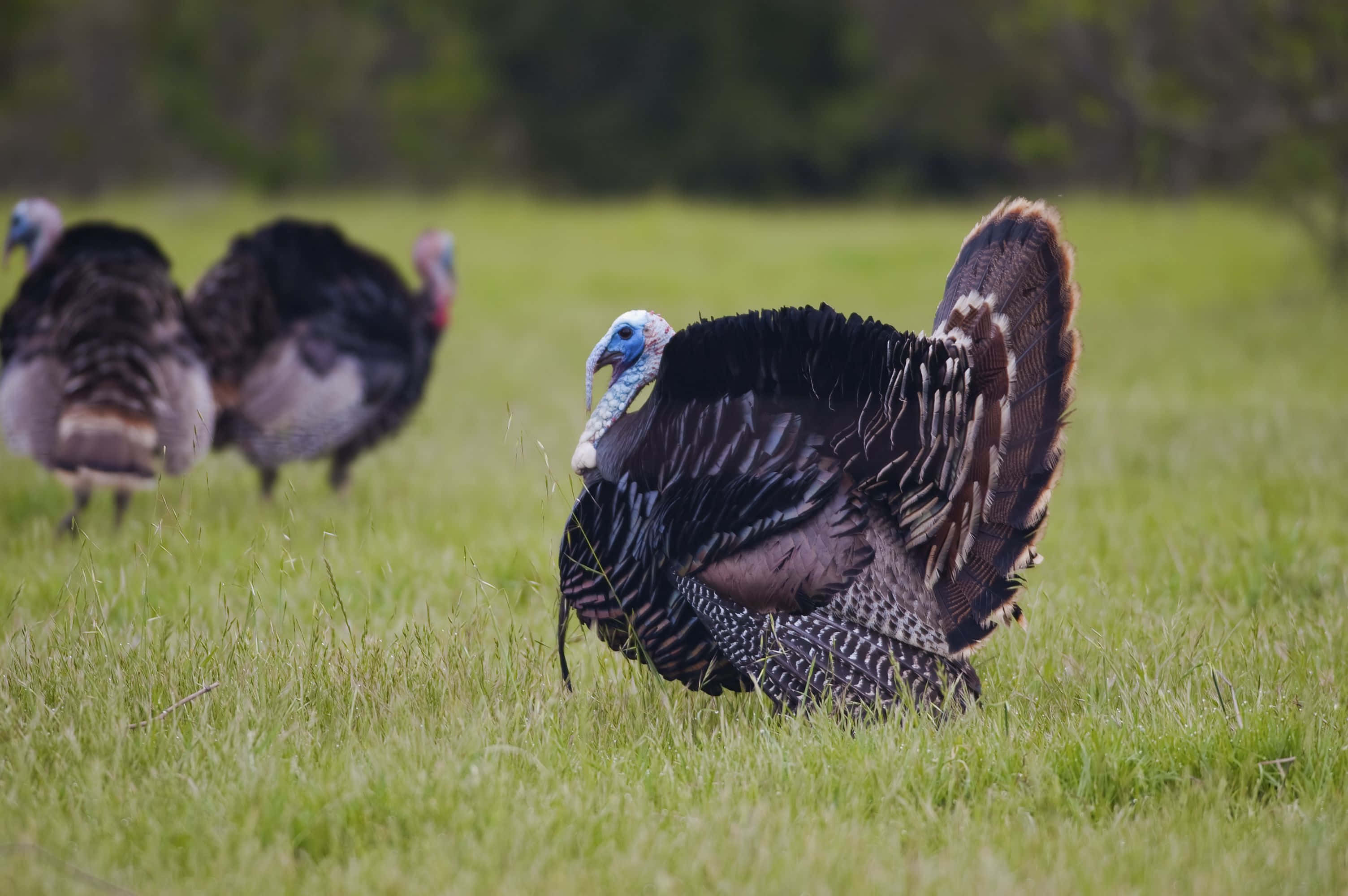Turkey Face 桌布 壁紙 — 一隻雄性火雞在陽光照耀的草地上自豪地走來走去，背景還有另外兩隻。