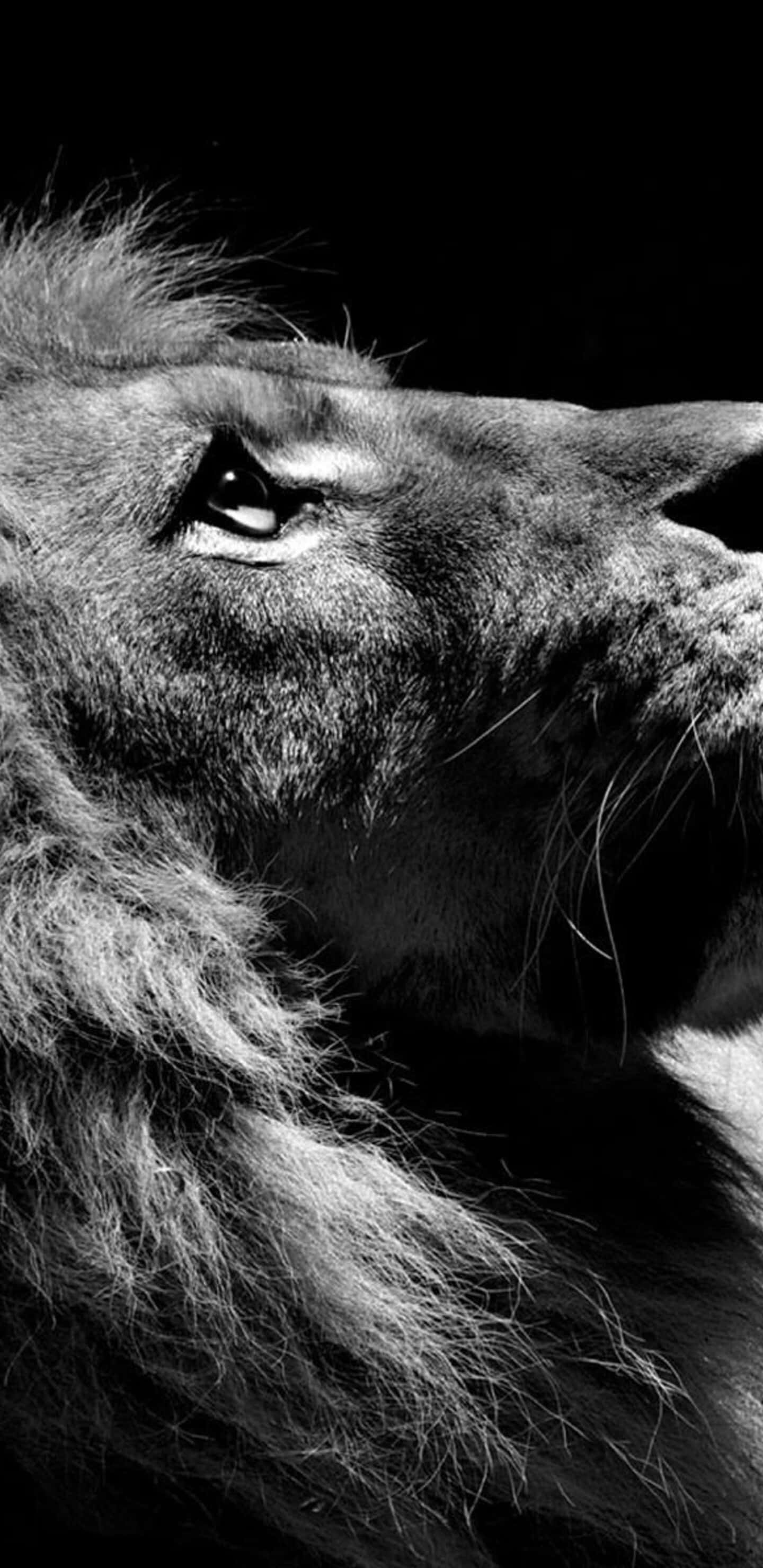 Black And White Lion 桌布 壁紙 — 一隻雄性獅子的側面黑白特寫，背景深色，充滿戲劇性。