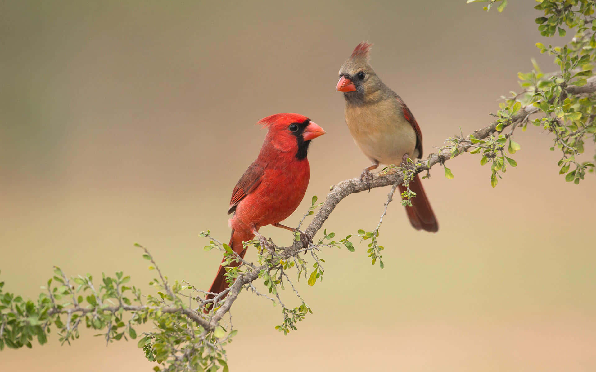 Cardinal 桌布 壁紙 — 一隻雄性紅衣主教和一隻雌性紅衣主教並排棲息在長滿樹葉的樹枝上，背景柔和模糊。