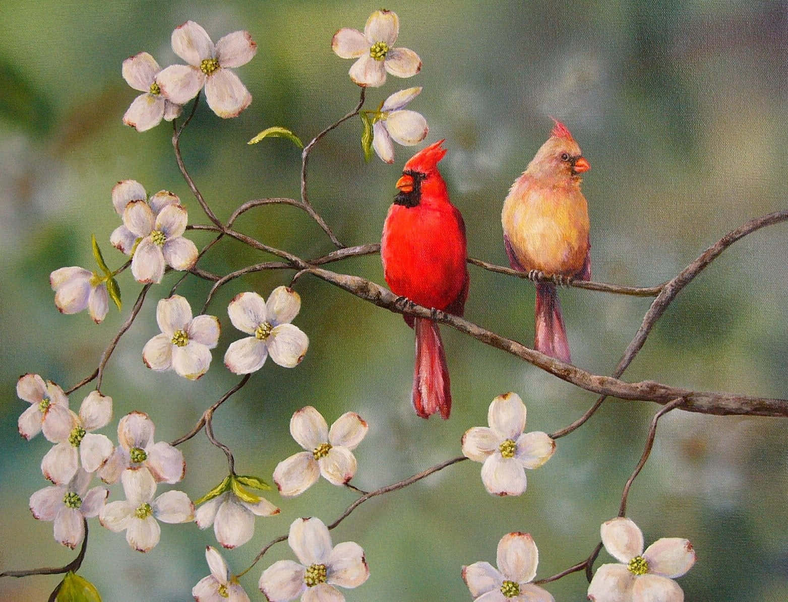 Cardinal 桌布 壁紙 — 一隻雄性紅衣主教和一隻雌性紅衣主教棲息在裝飾著精緻白色山茱萸花的樹枝上，背景是柔和模糊的綠色。