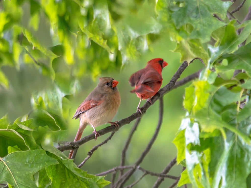 Spring Birds 桌布 壁紙 — 一隻雄性紅衣主教鳥和一隻雌性紅衣主教鳥棲息在樹枝上，周圍是茂密的綠葉，光線柔和自然。