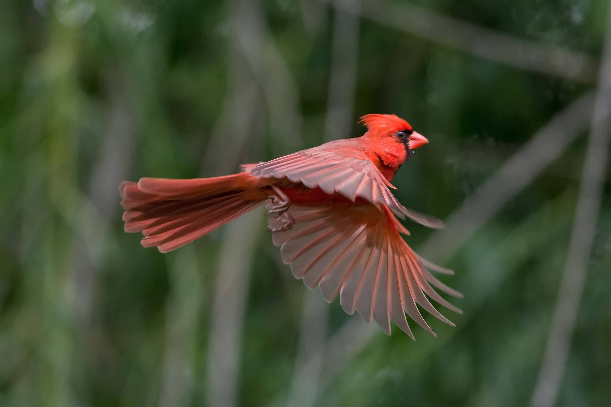 birds 桌布 壁紙 — 一隻雄性紅雀正在飛行，翅膀張開，背景是柔和的綠色模糊樹葉。